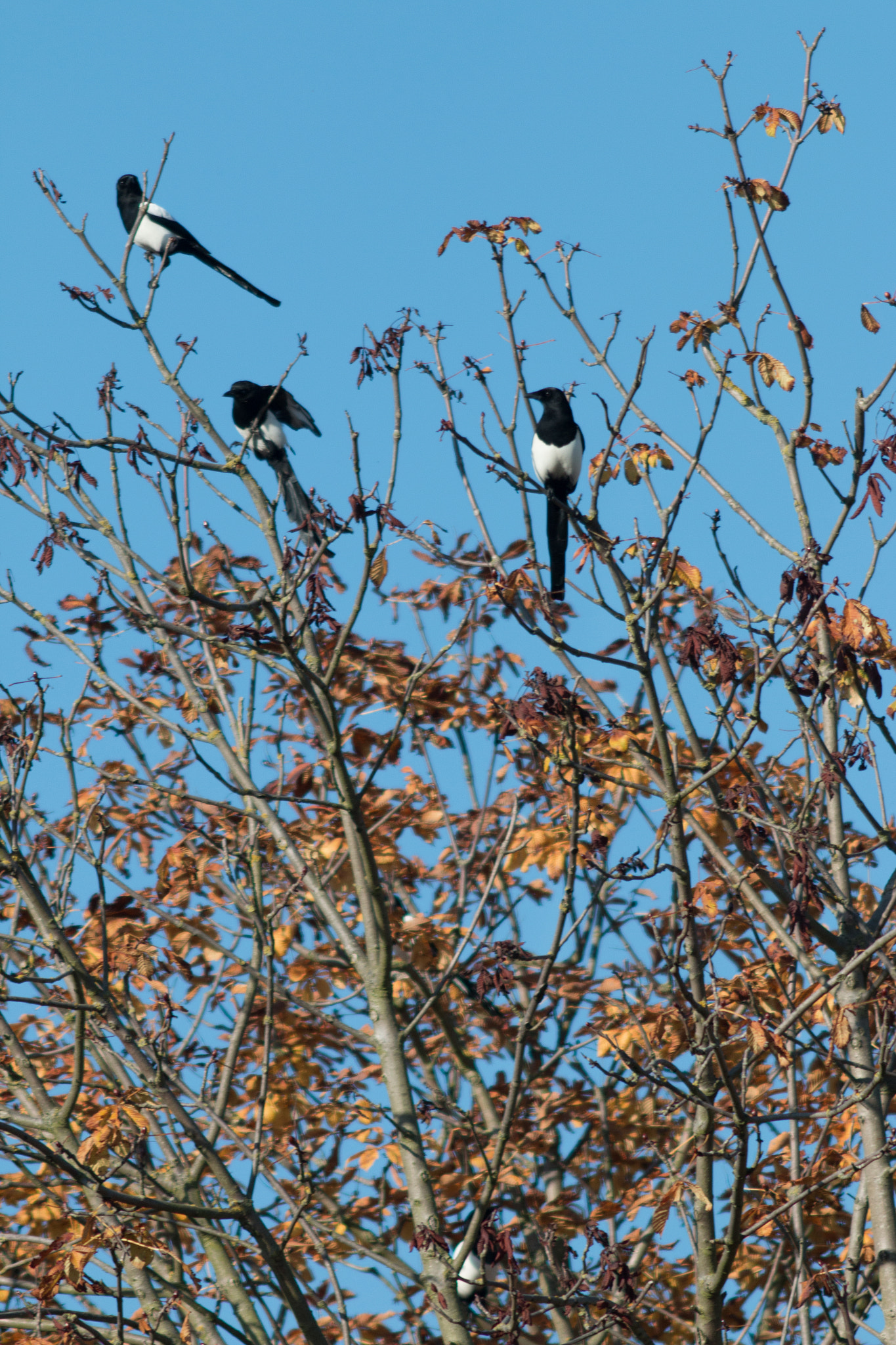 Canon EF 200mm f/2.8L II + 2x sample photo. Magpietree photography