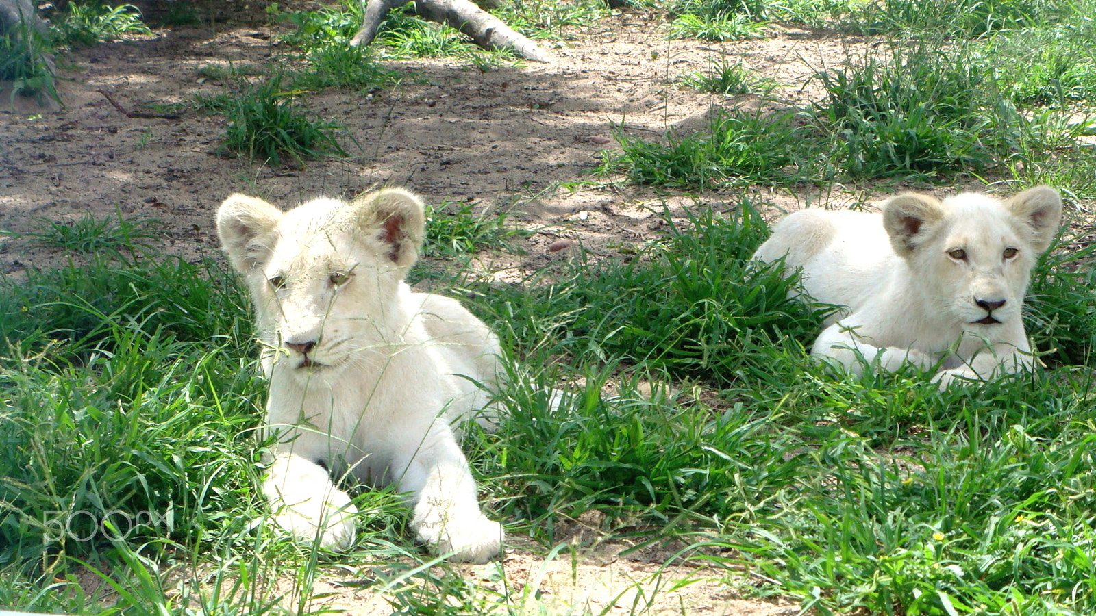 Sony DSC-T200 sample photo. Beautiful white cubs photography