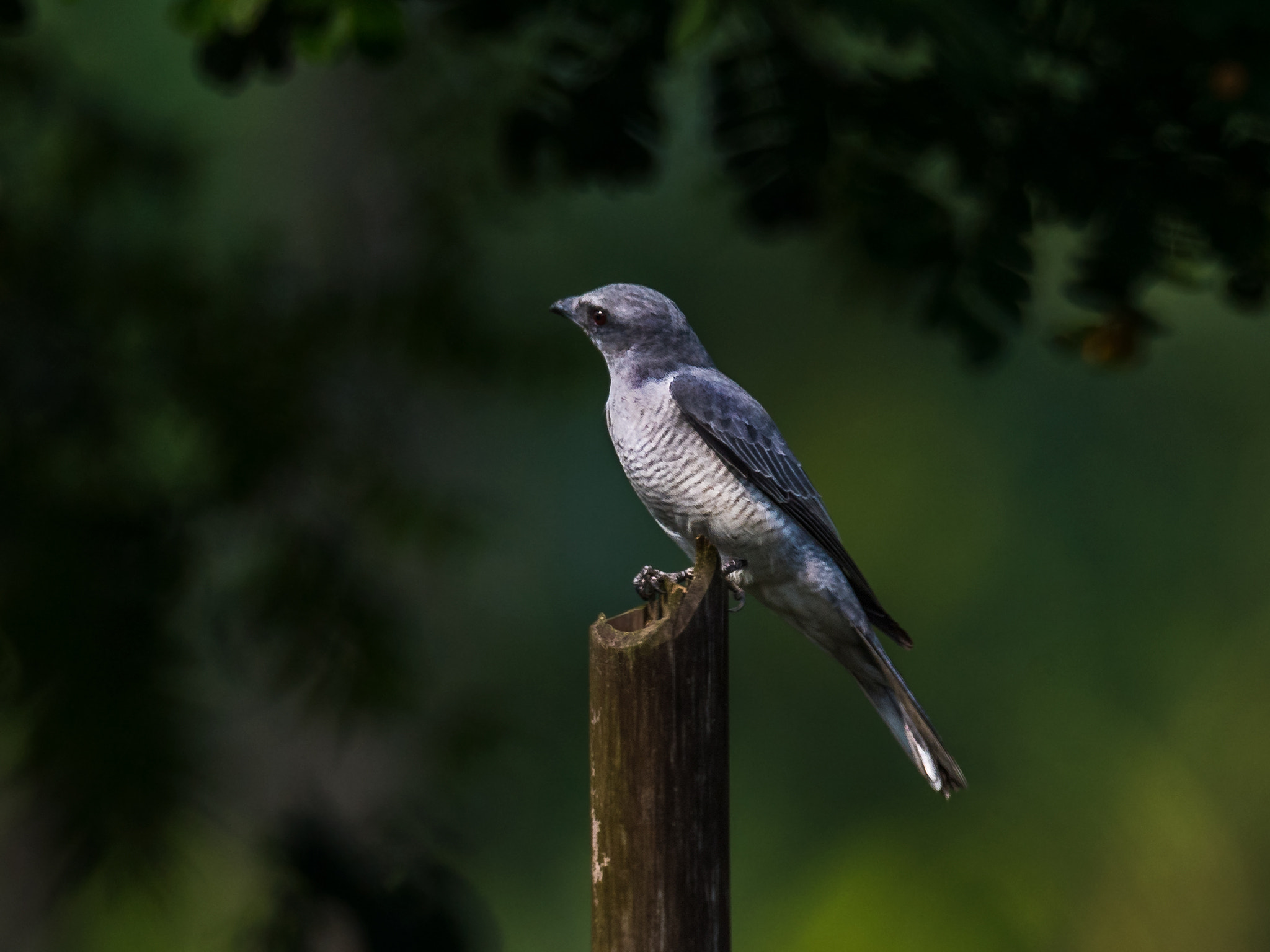 Nikon AF-S Nikkor 800mm F5.6E FL ED VR sample photo. Large cuckooshrike photography