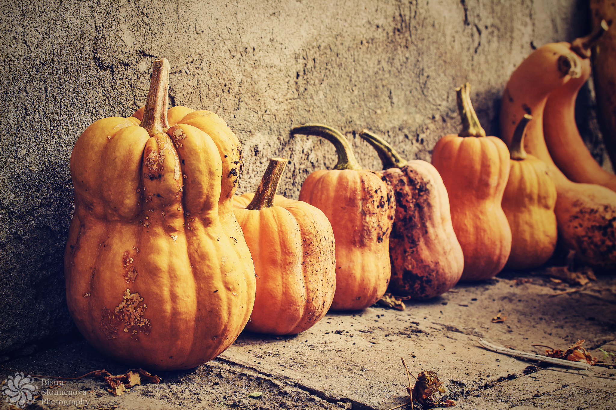 Canon EF-S 60mm F2.8 Macro USM sample photo. Happy halloween. photography