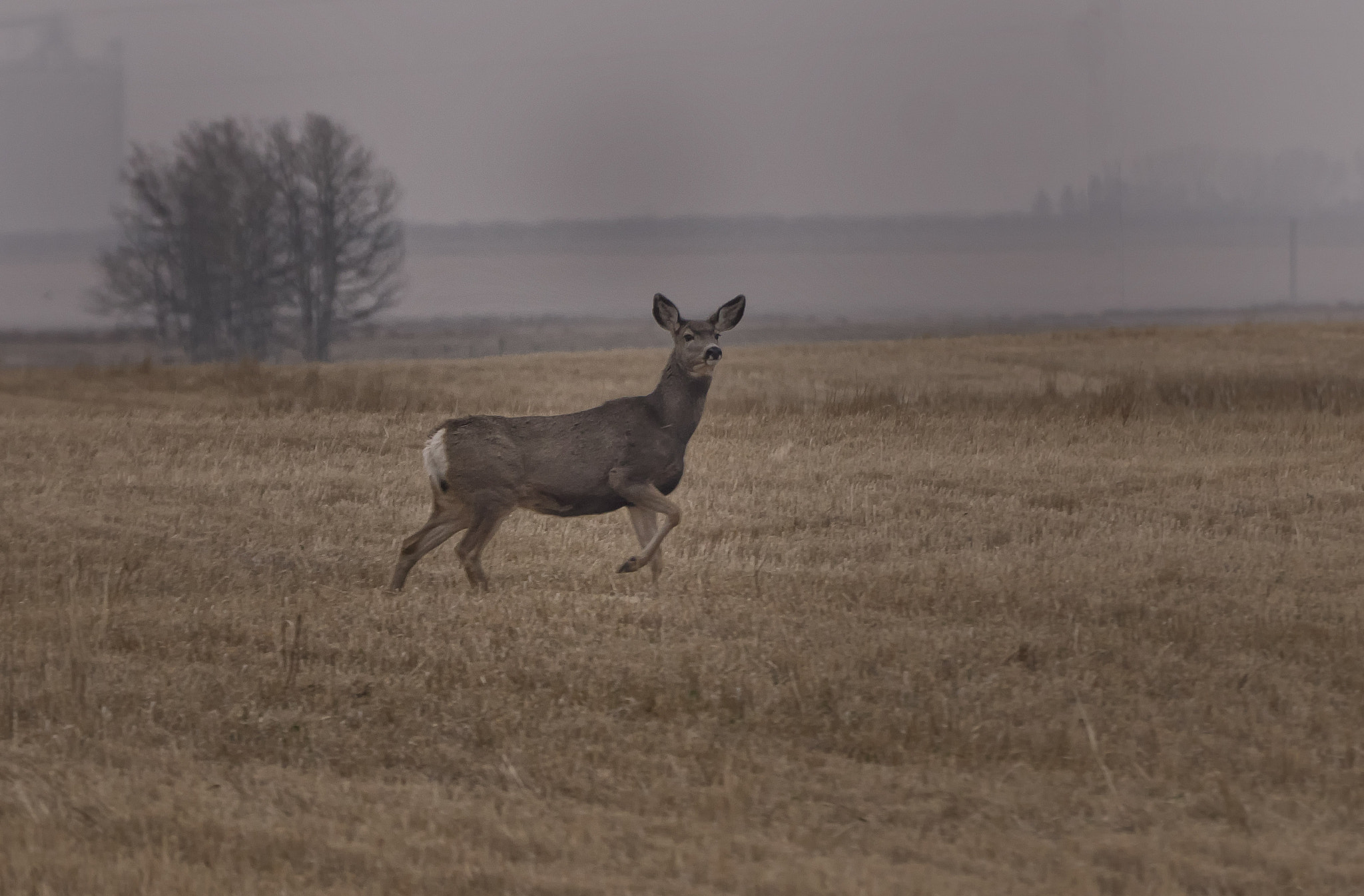 Panasonic Lumix DMC-GH4 + LEICA DG 100-400/F4.0-6.3 sample photo. Walk in the country photography