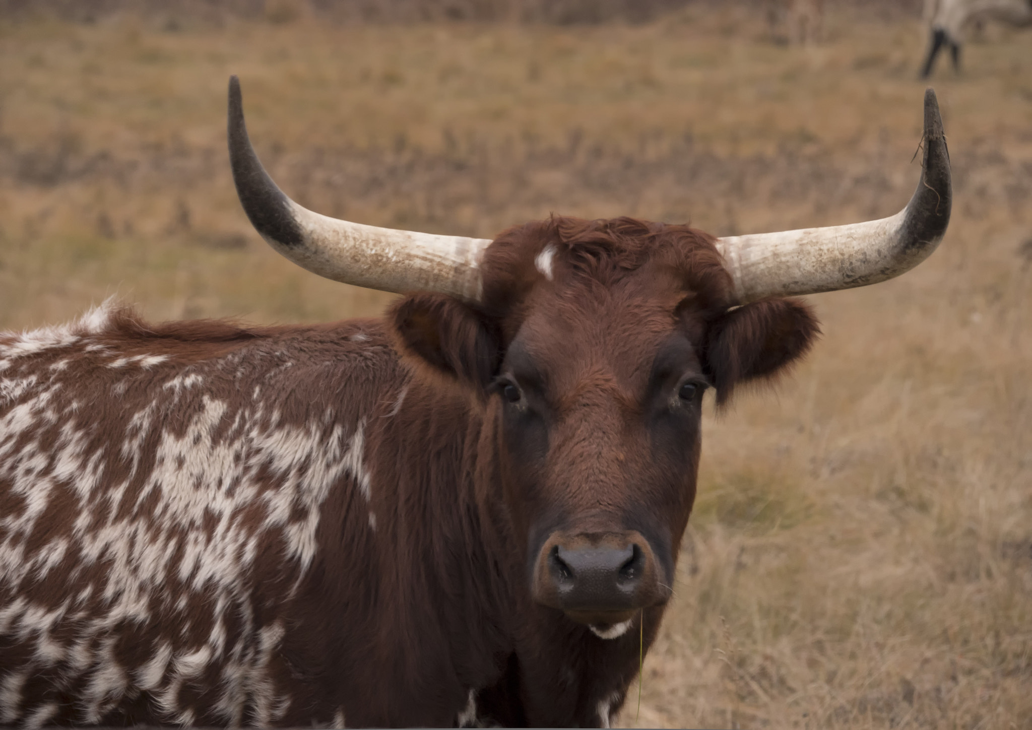 Panasonic Lumix DMC-GH4 + LEICA DG 100-400/F4.0-6.3 sample photo. You lookin at me? photography