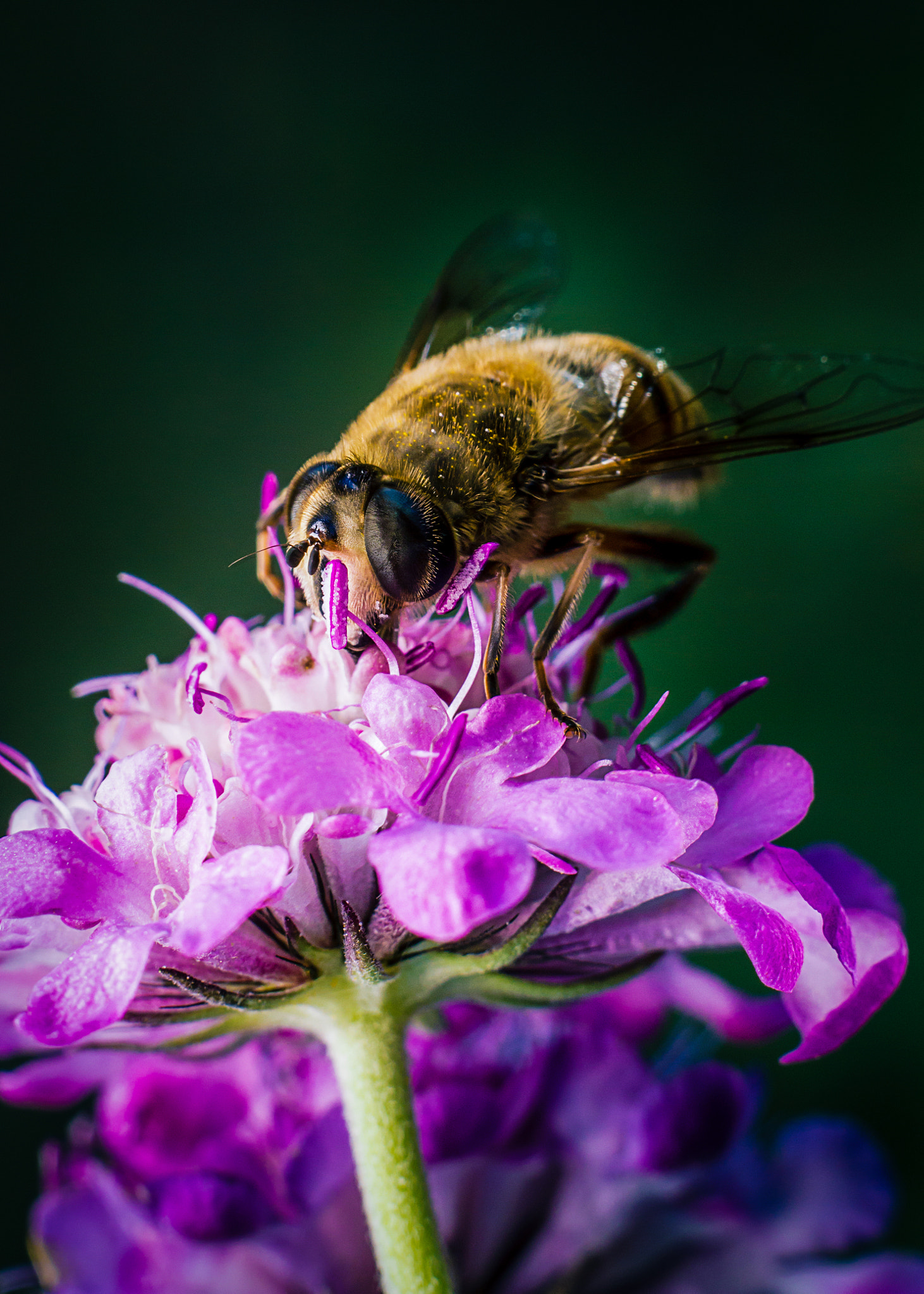 Canon EOS 600D (Rebel EOS T3i / EOS Kiss X5) + Canon EF 50mm f/1.8 sample photo. Bee and flower photography