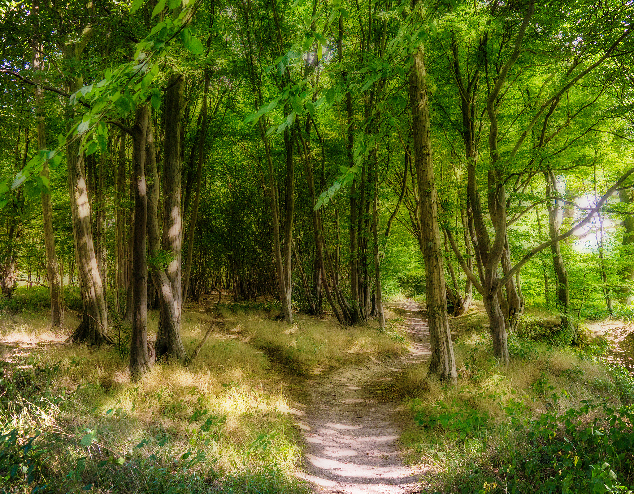 Panasonic Lumix DMC-GX1 sample photo. The way through the woods. photography