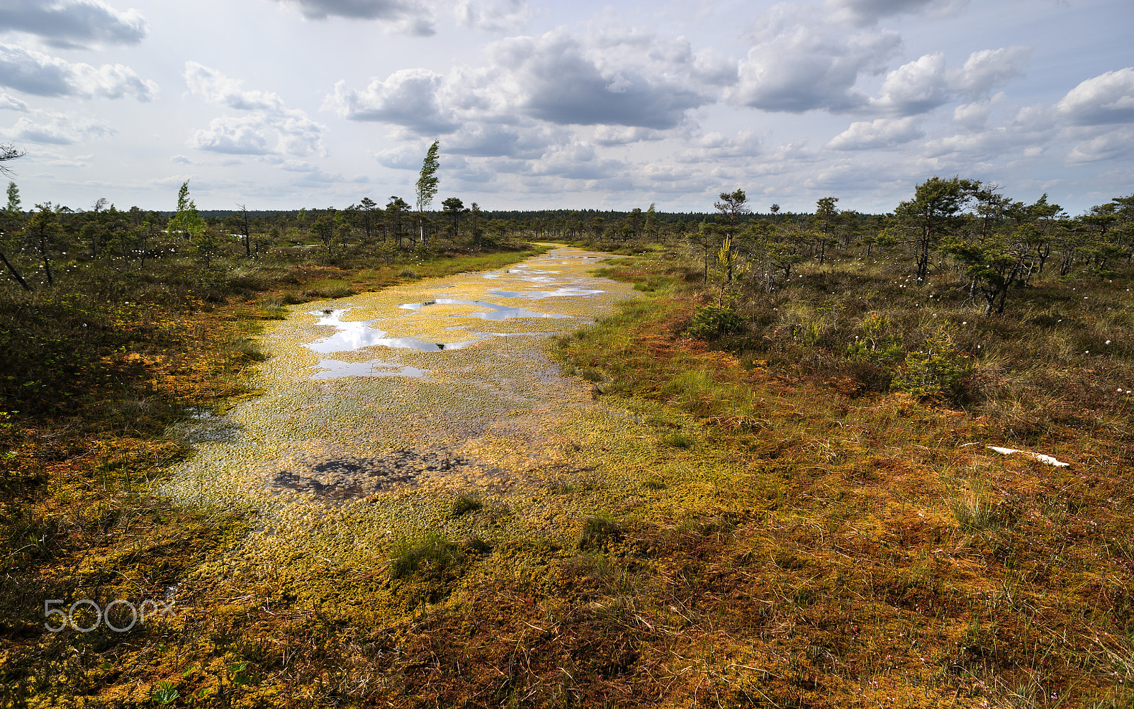 Nikon D700 + AF Nikkor 20mm f/2.8 sample photo. Blossoming season on the swamp photography