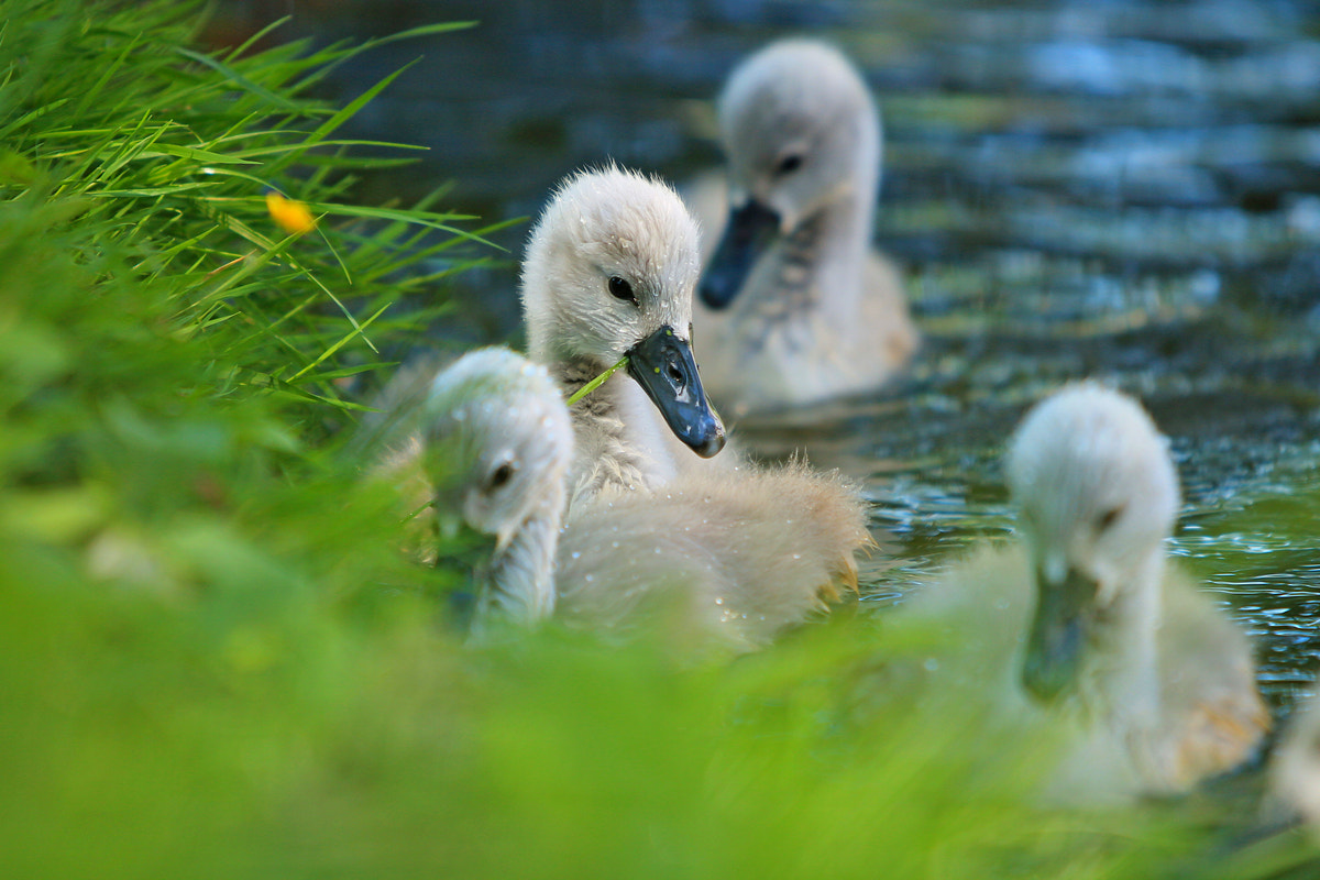 Canon EF 70-200mm F2.8L IS USM sample photo. Swans photography