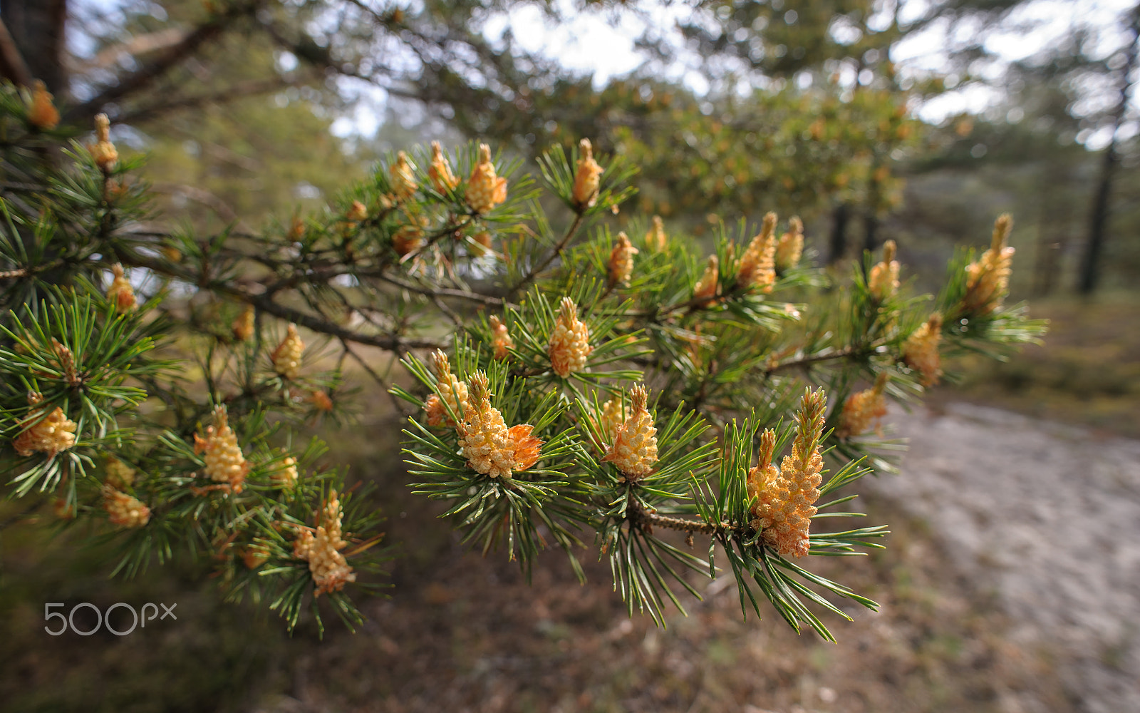 Nikon D700 + AF Nikkor 20mm f/2.8 sample photo. Pines blossom photography