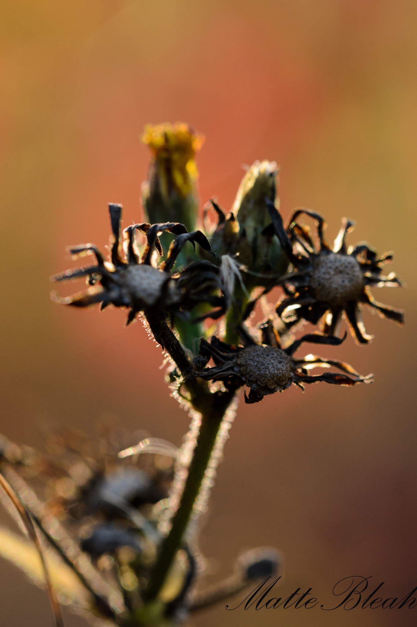 Sigma 105mm F2.8 EX DG OS HSM sample photo. Dying summer photography
