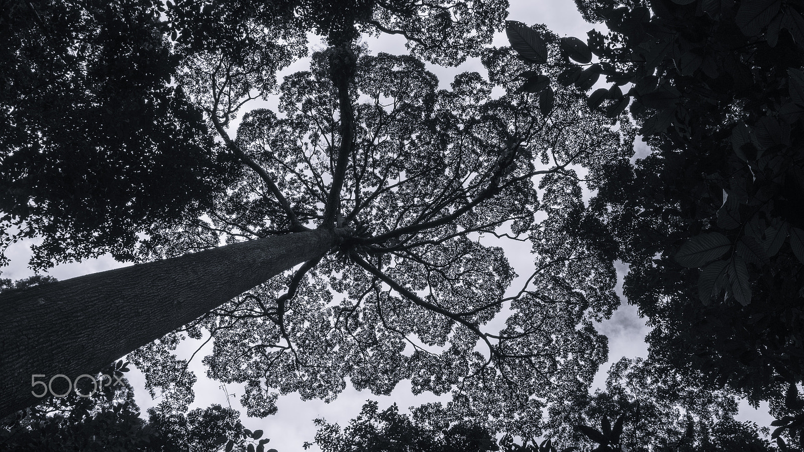 Sony SLT-A55 (SLT-A55V) sample photo. Fractal nature photography