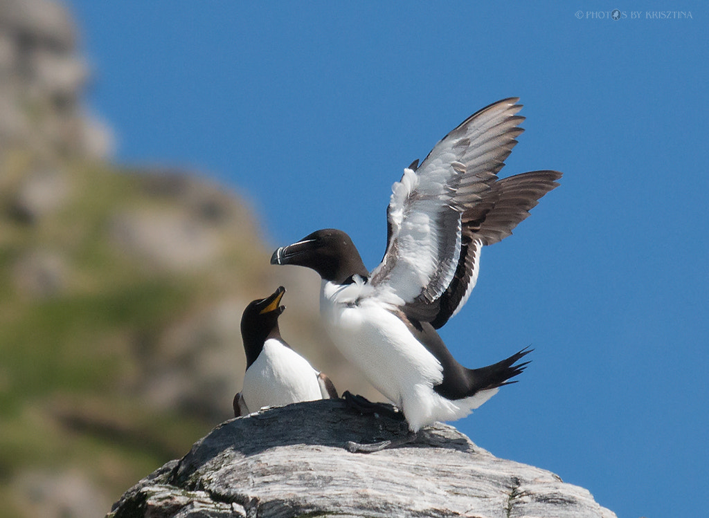 Sigma 50-500mm f/4-6.3 APO HSM EX sample photo. Razorbills photography