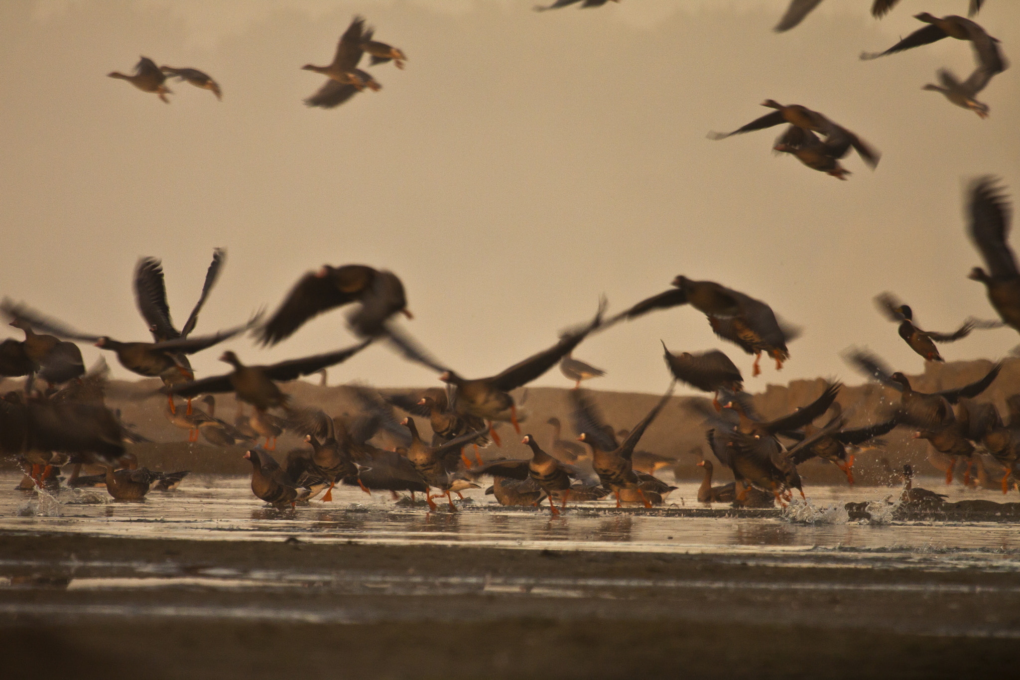 Canon EF 100-400mm F4.5-5.6L IS USM sample photo. Birds photography