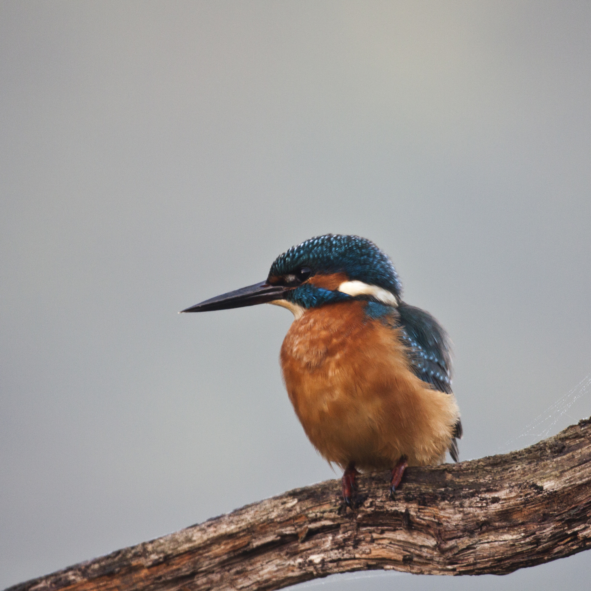 Canon EF 100-400mm F4.5-5.6L IS USM sample photo. Birds photography
