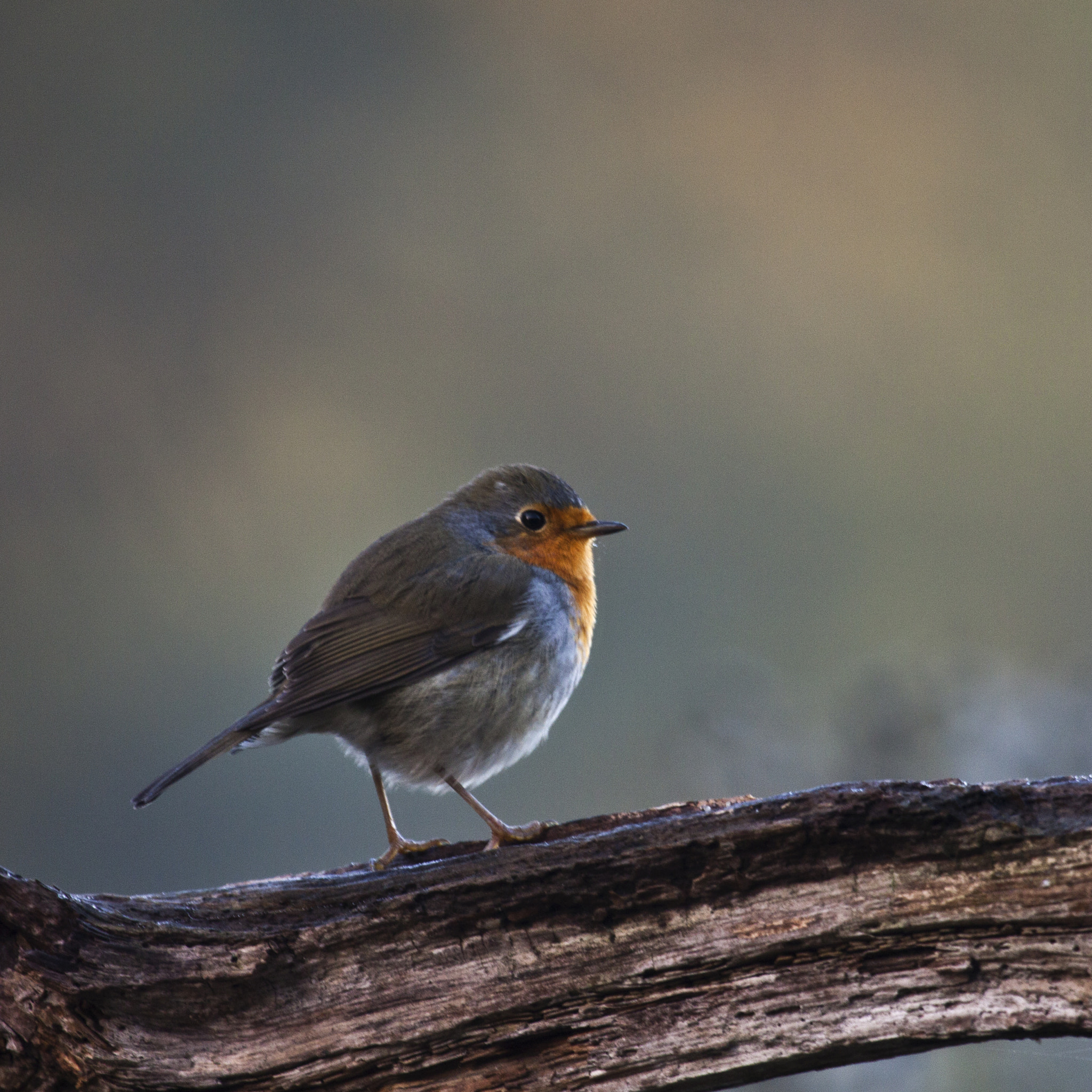 Canon EF 100-400mm F4.5-5.6L IS USM sample photo. Birds photography