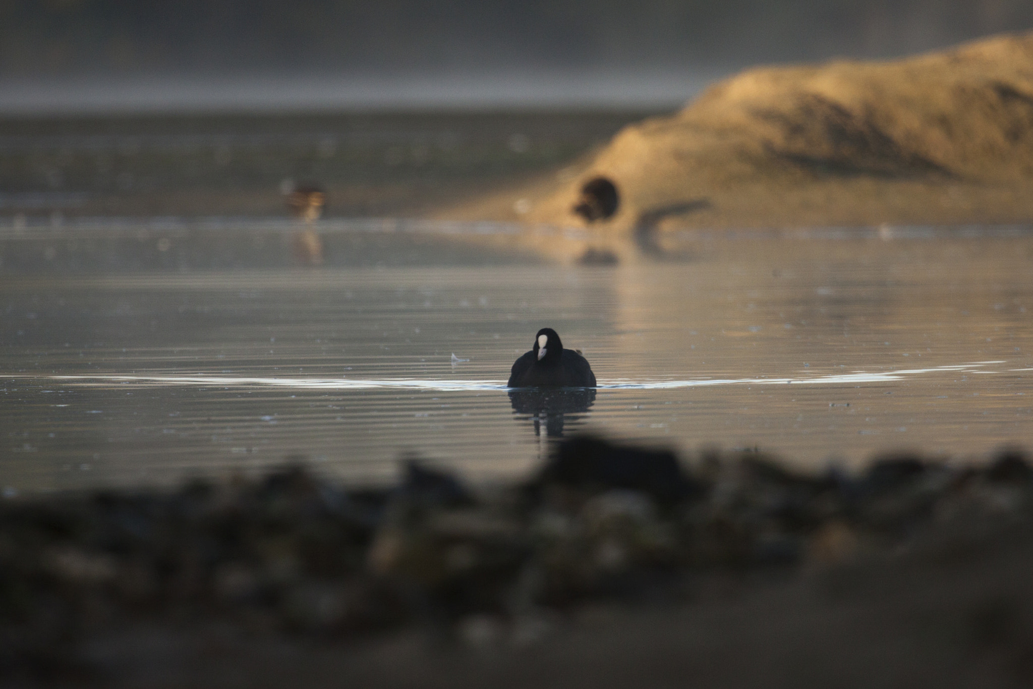 Canon EF 100-400mm F4.5-5.6L IS USM sample photo. Birds photography