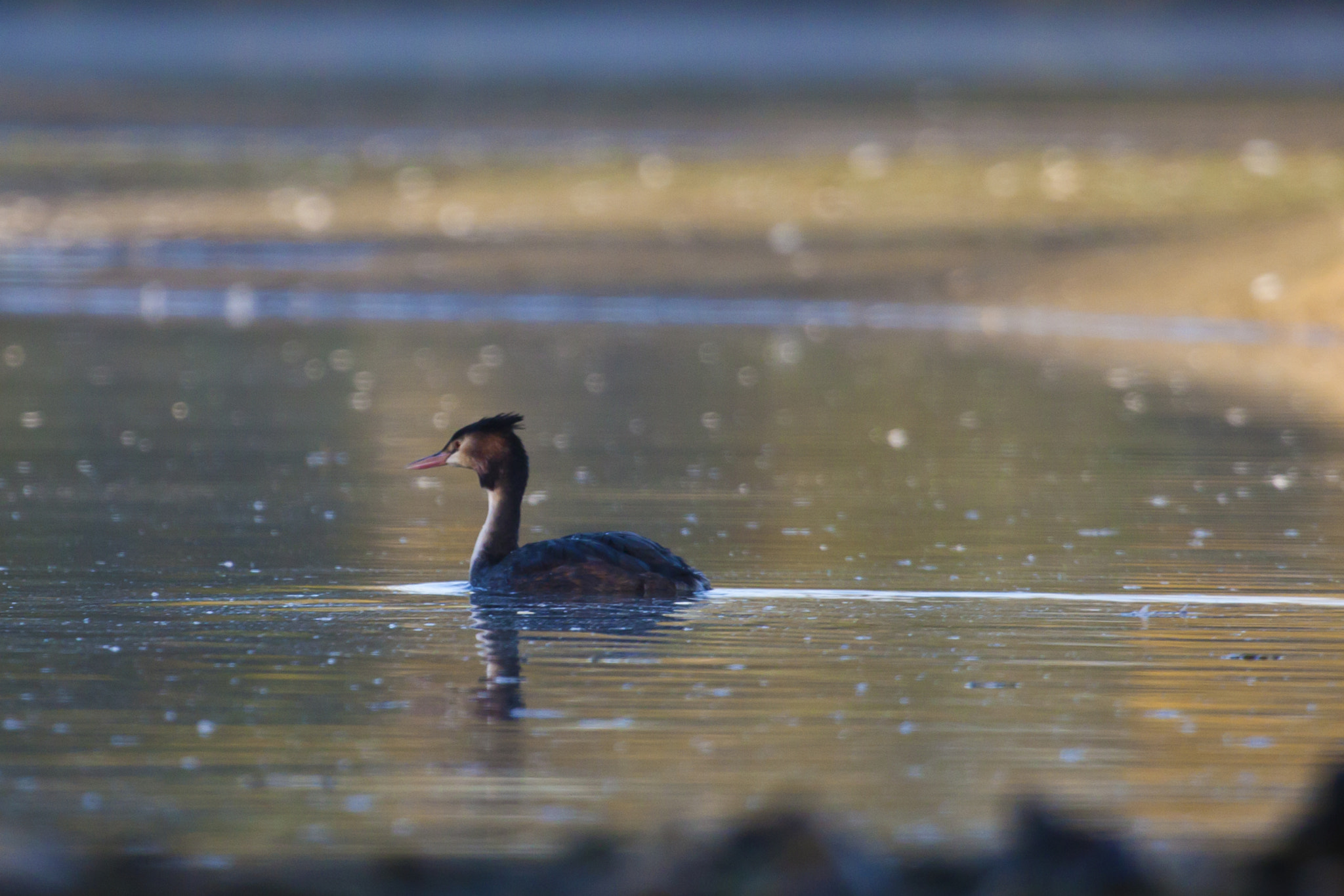 Canon EF 100-400mm F4.5-5.6L IS USM sample photo. Birds photography