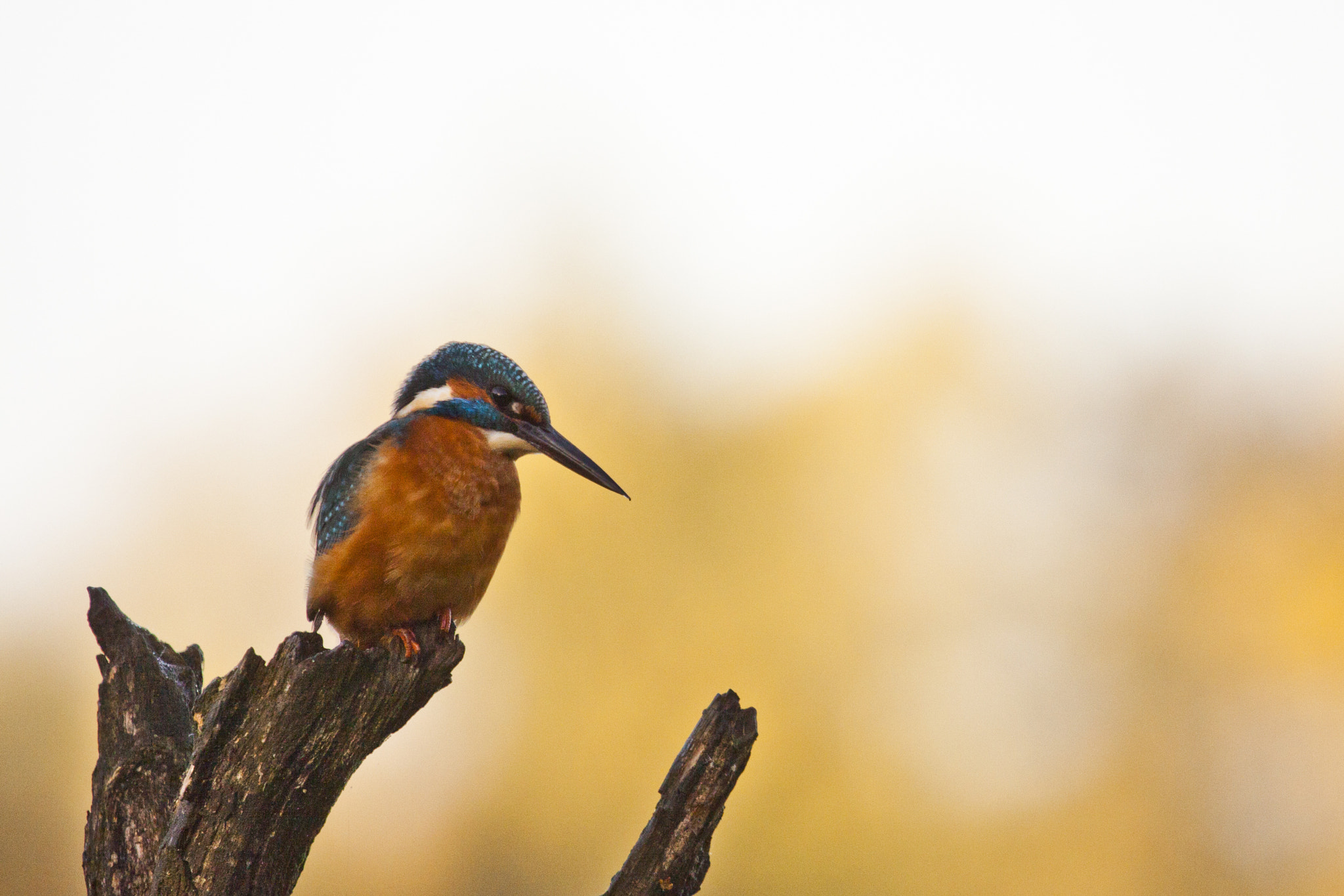 Canon EF 100-400mm F4.5-5.6L IS USM sample photo. Birds photography