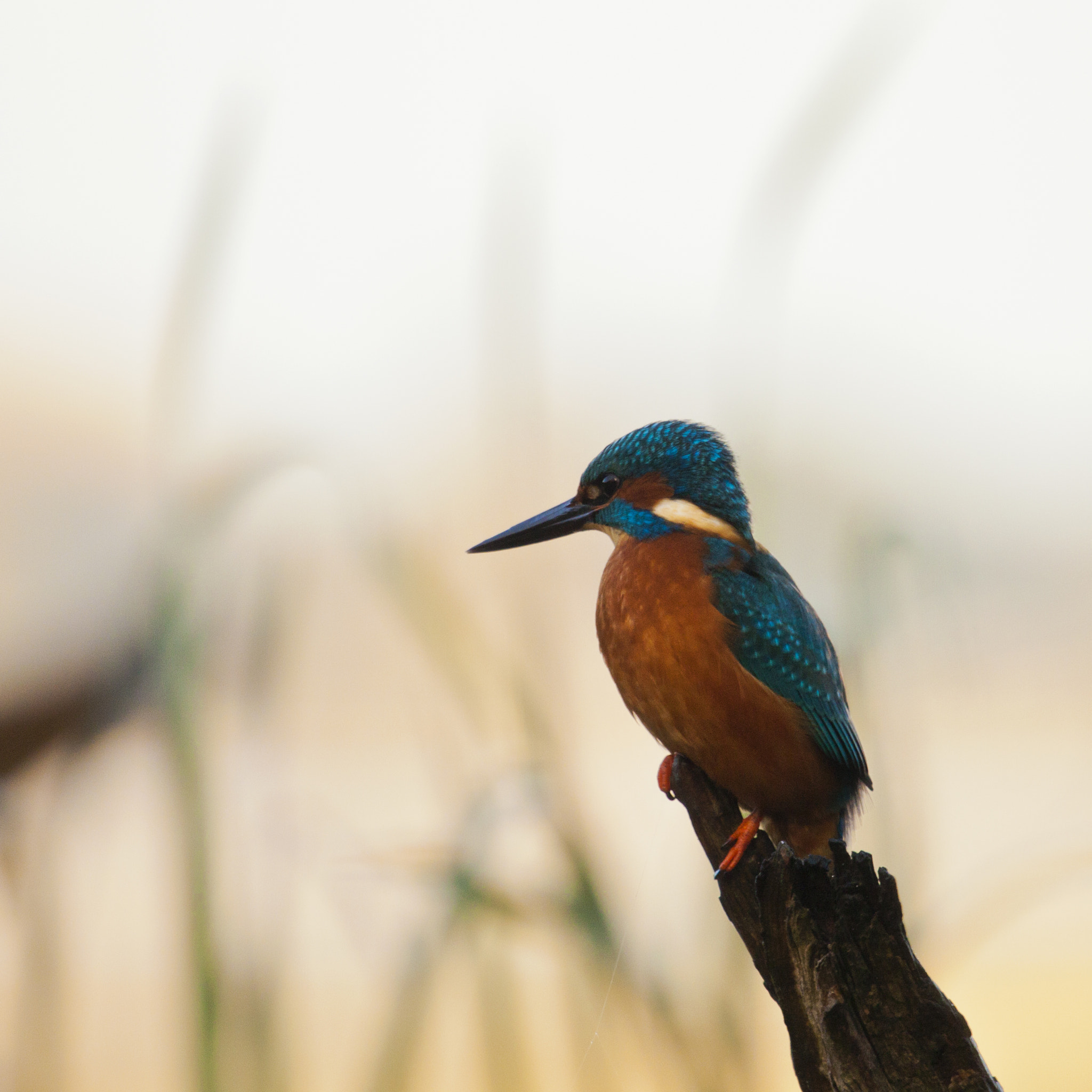 Canon EF 100-400mm F4.5-5.6L IS USM sample photo. Birds photography