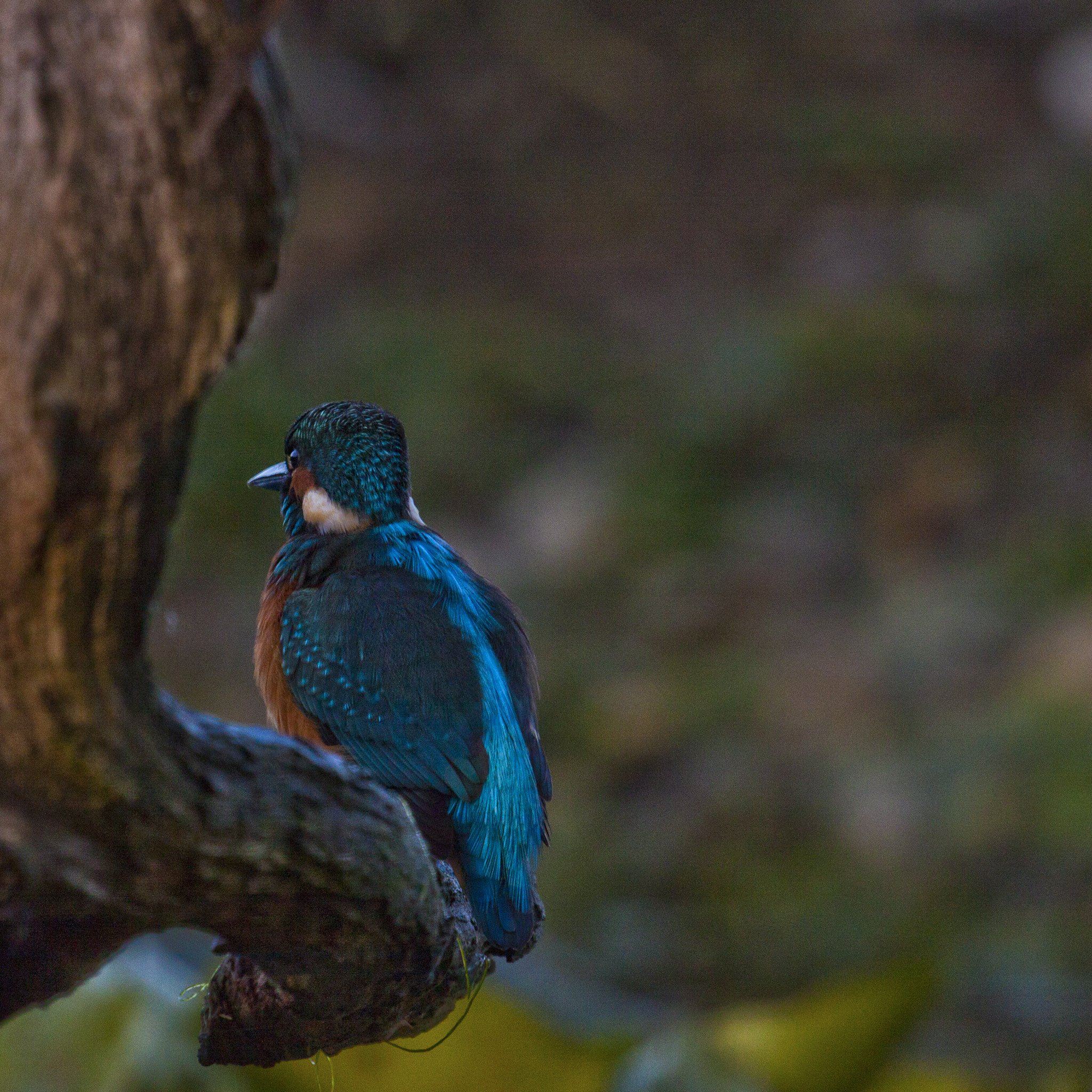Canon EF 100-400mm F4.5-5.6L IS USM sample photo. Birds photography