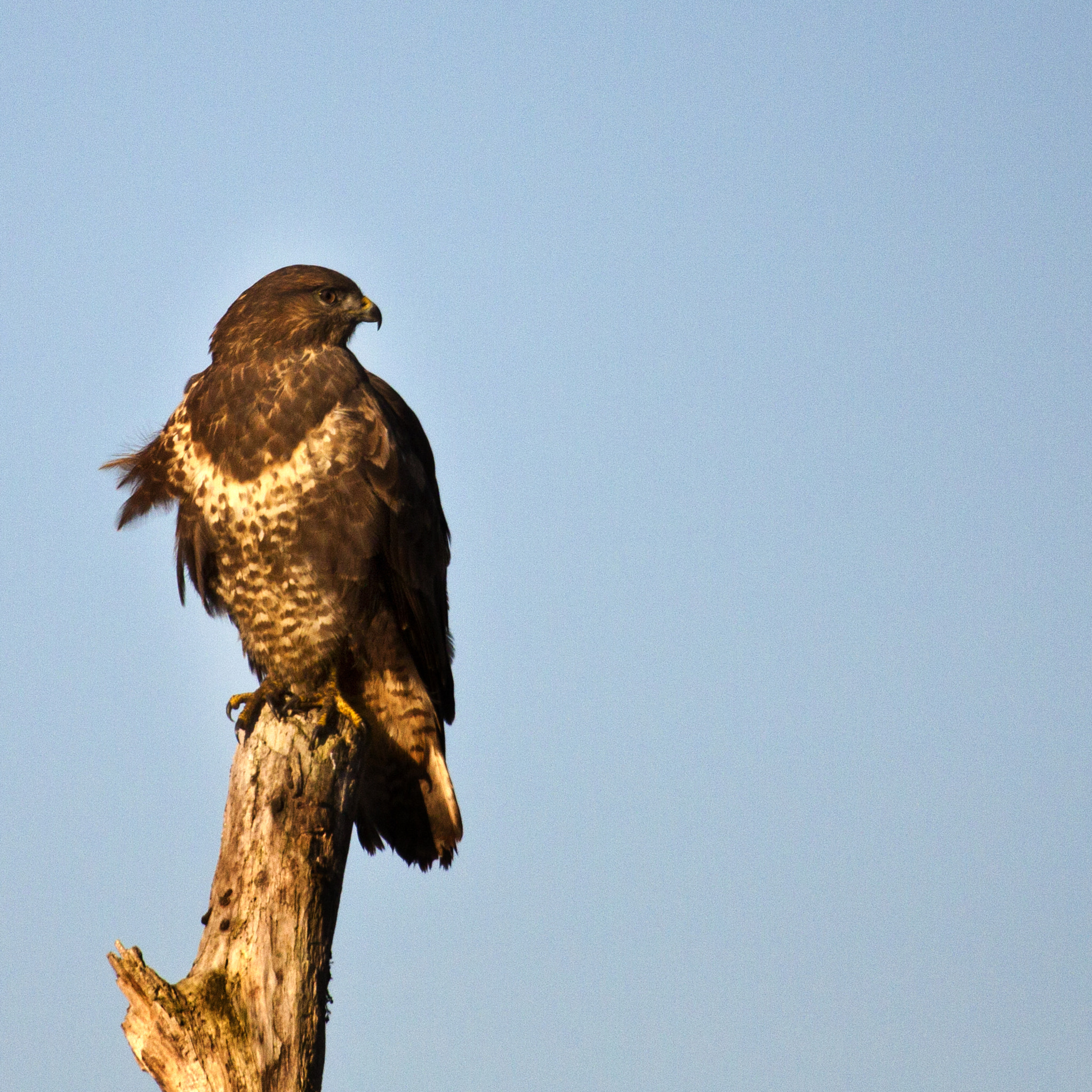 Canon EF 100-400mm F4.5-5.6L IS USM sample photo. Birds photography