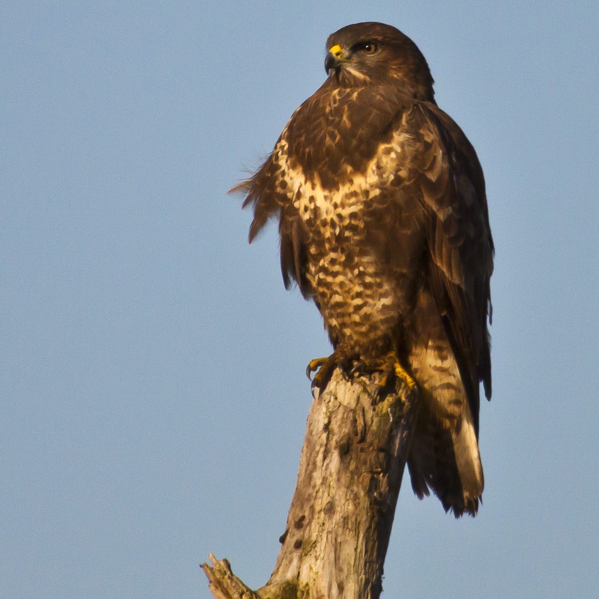 Canon EF 100-400mm F4.5-5.6L IS USM sample photo. Birds photography