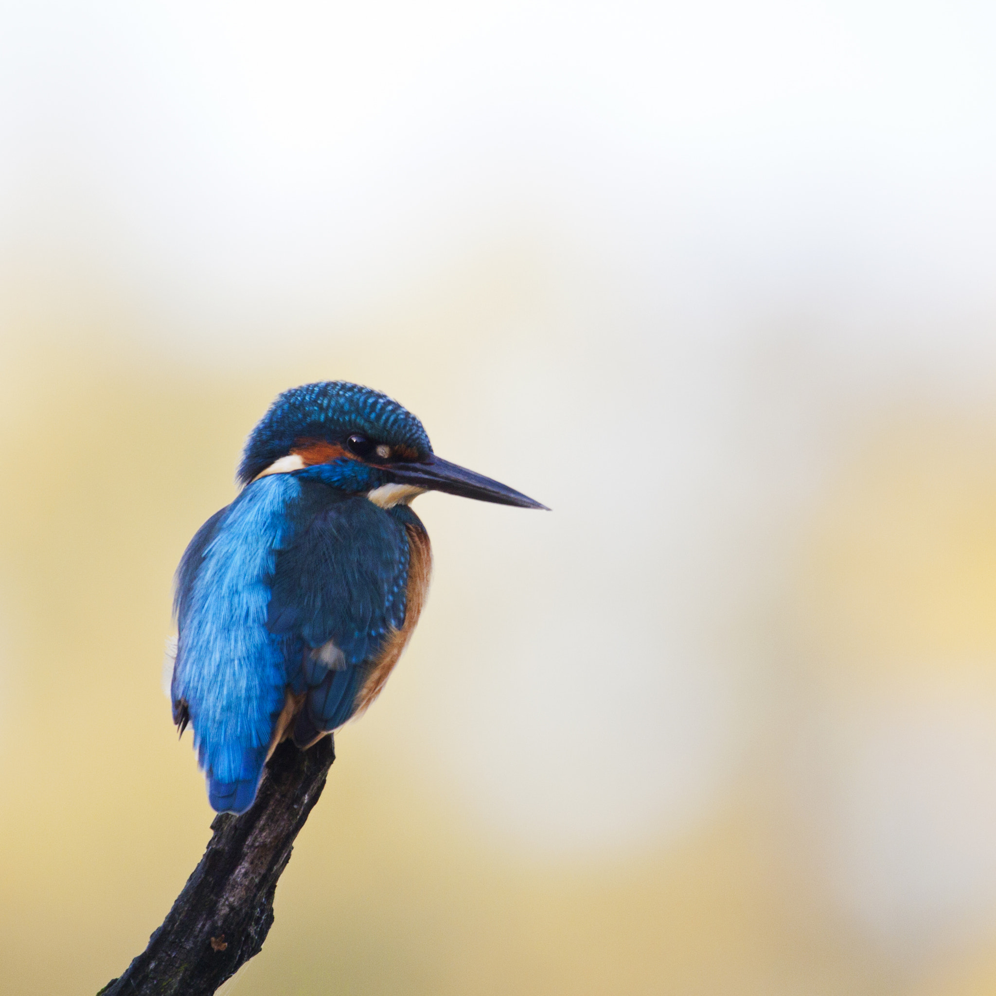 Canon EF 100-400mm F4.5-5.6L IS USM sample photo. Birds photography