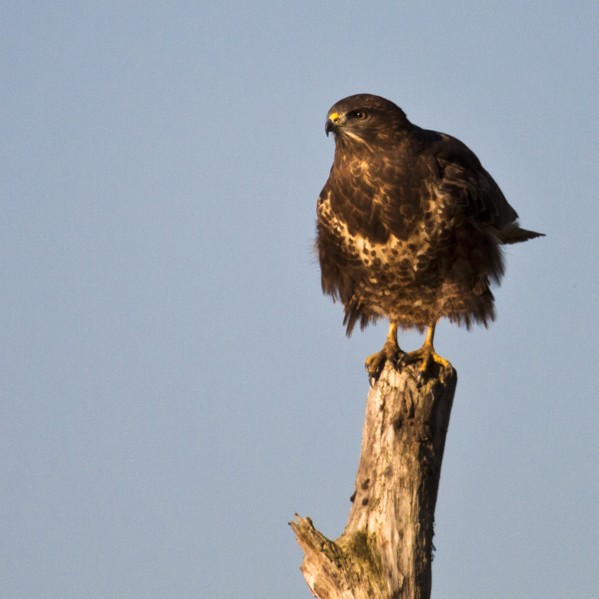 Canon EF 100-400mm F4.5-5.6L IS USM sample photo. Birds photography