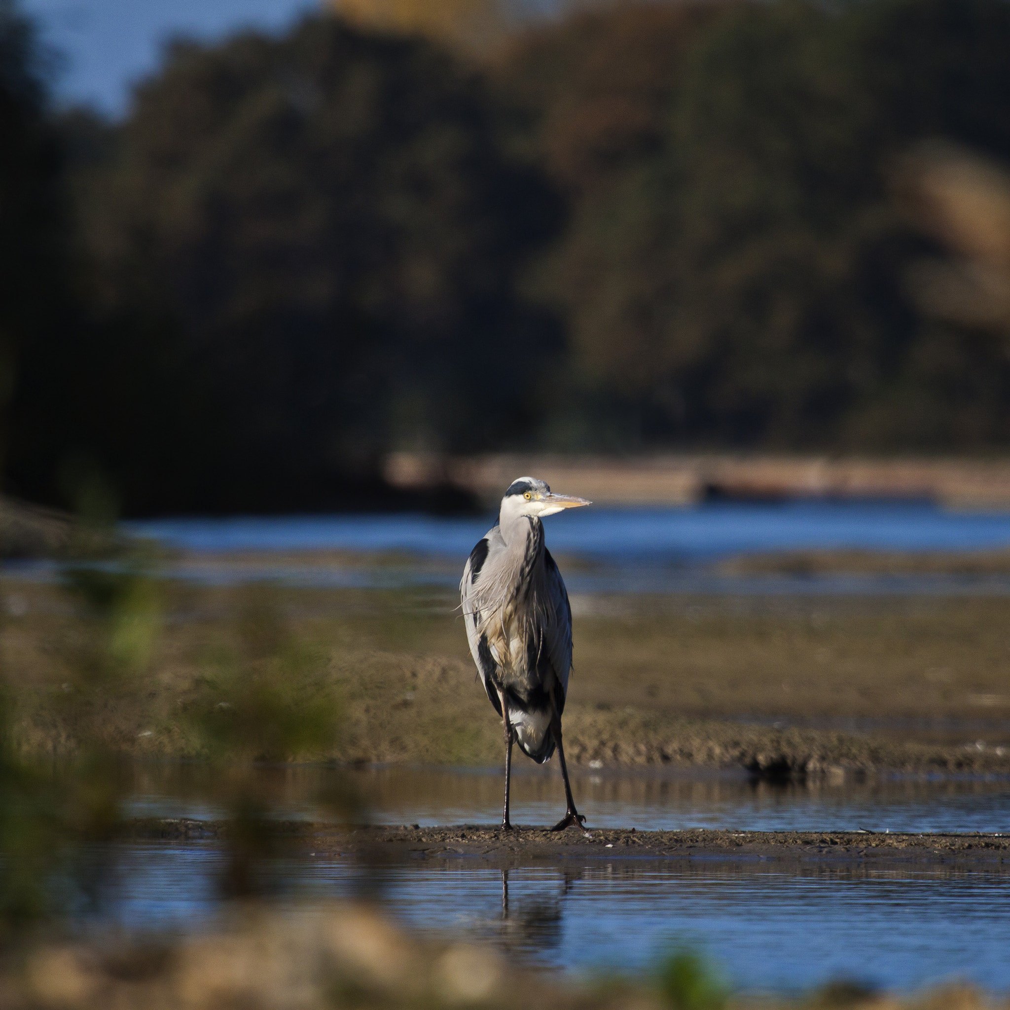 Canon EF 100-400mm F4.5-5.6L IS USM sample photo. Birds photography