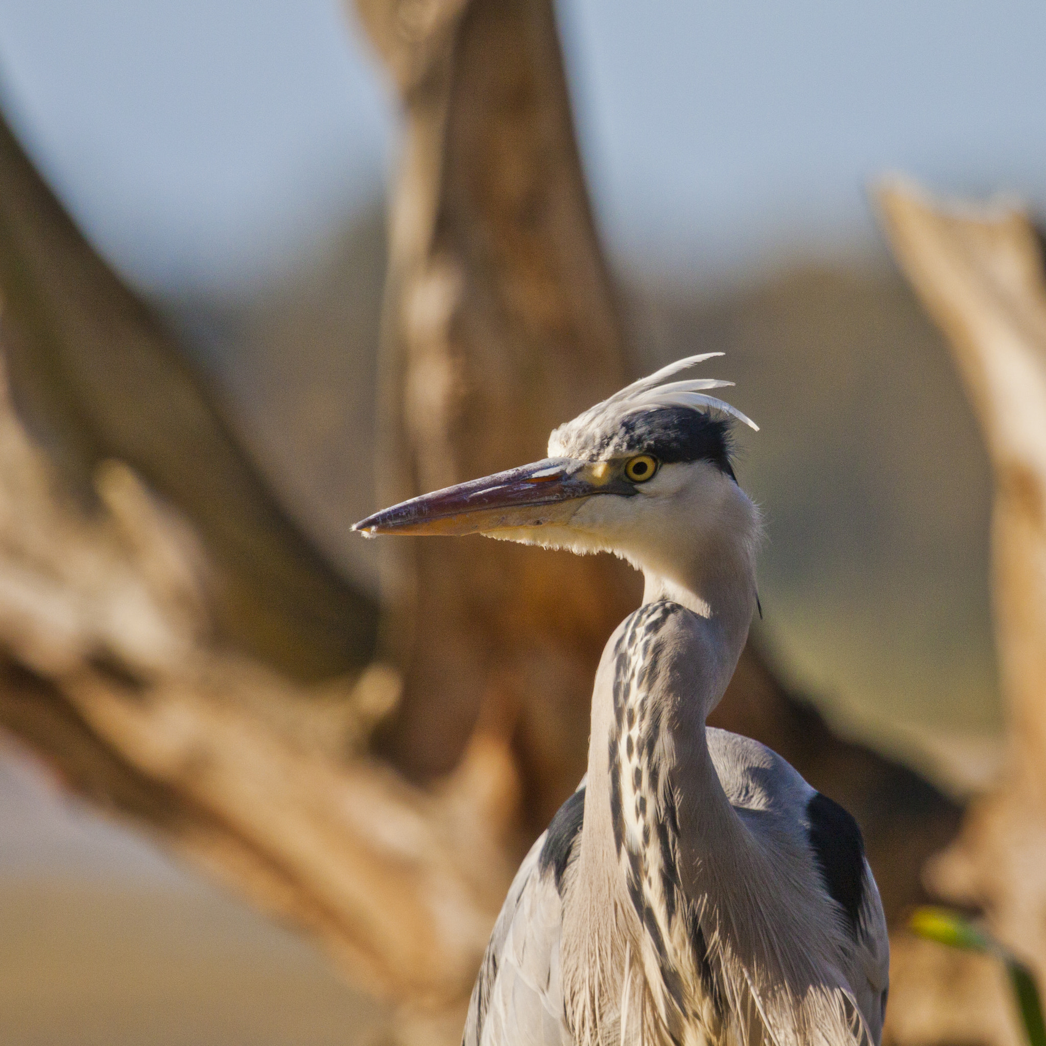 Canon EF 100-400mm F4.5-5.6L IS USM sample photo. Birds photography