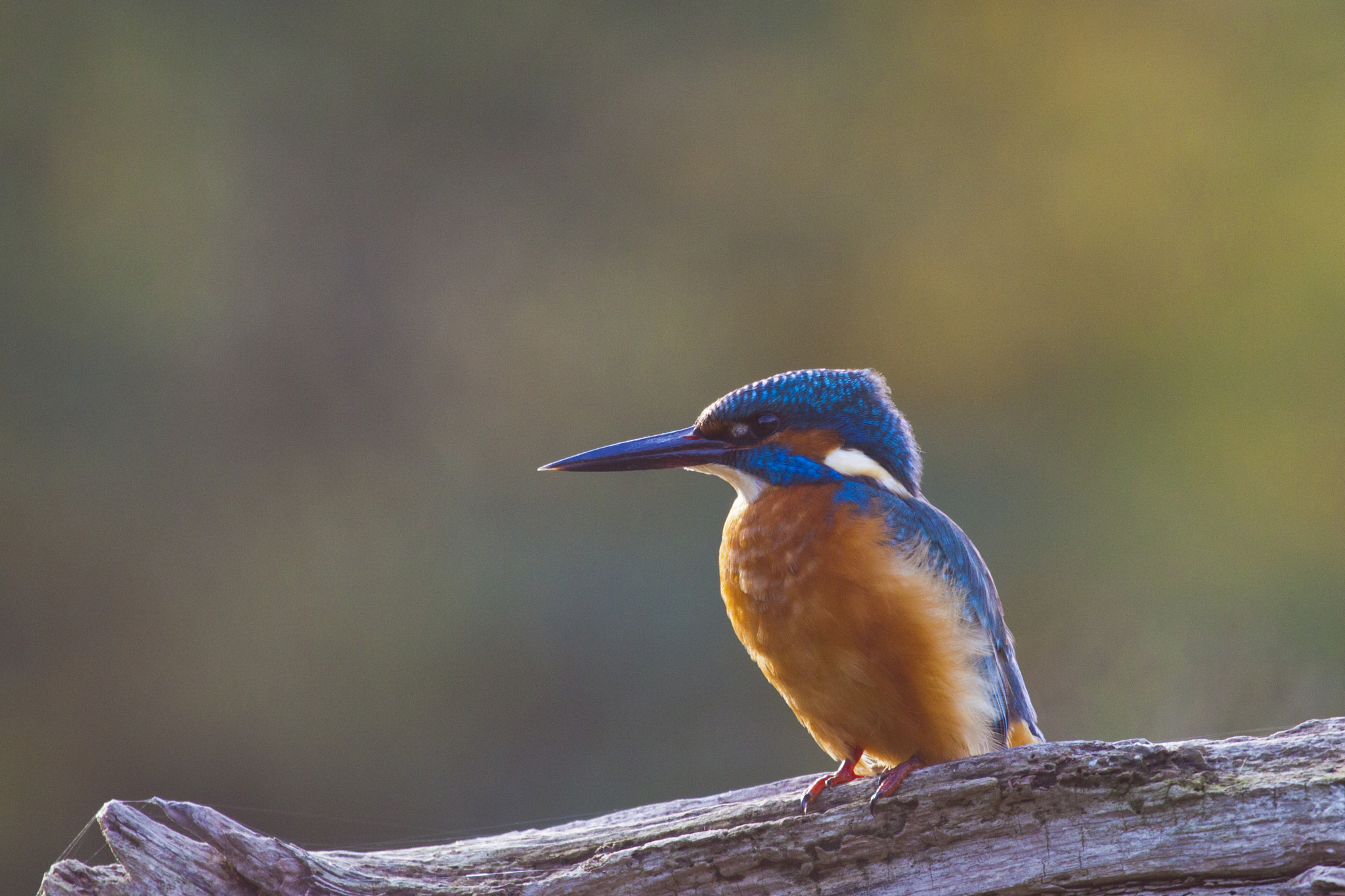 Canon EF 100-400mm F4.5-5.6L IS USM sample photo. Birds photography