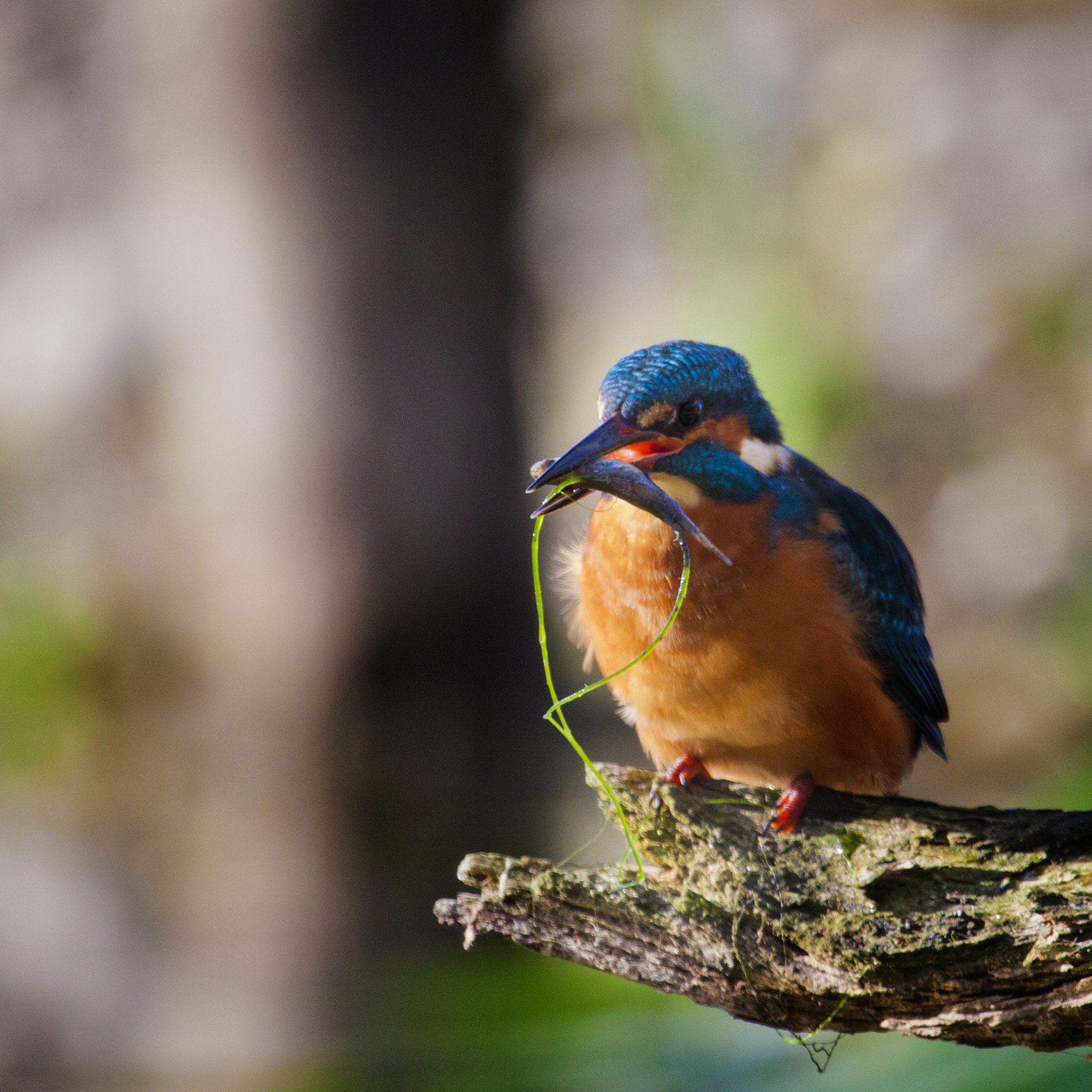 Canon EF 100-400mm F4.5-5.6L IS USM sample photo. Birds photography
