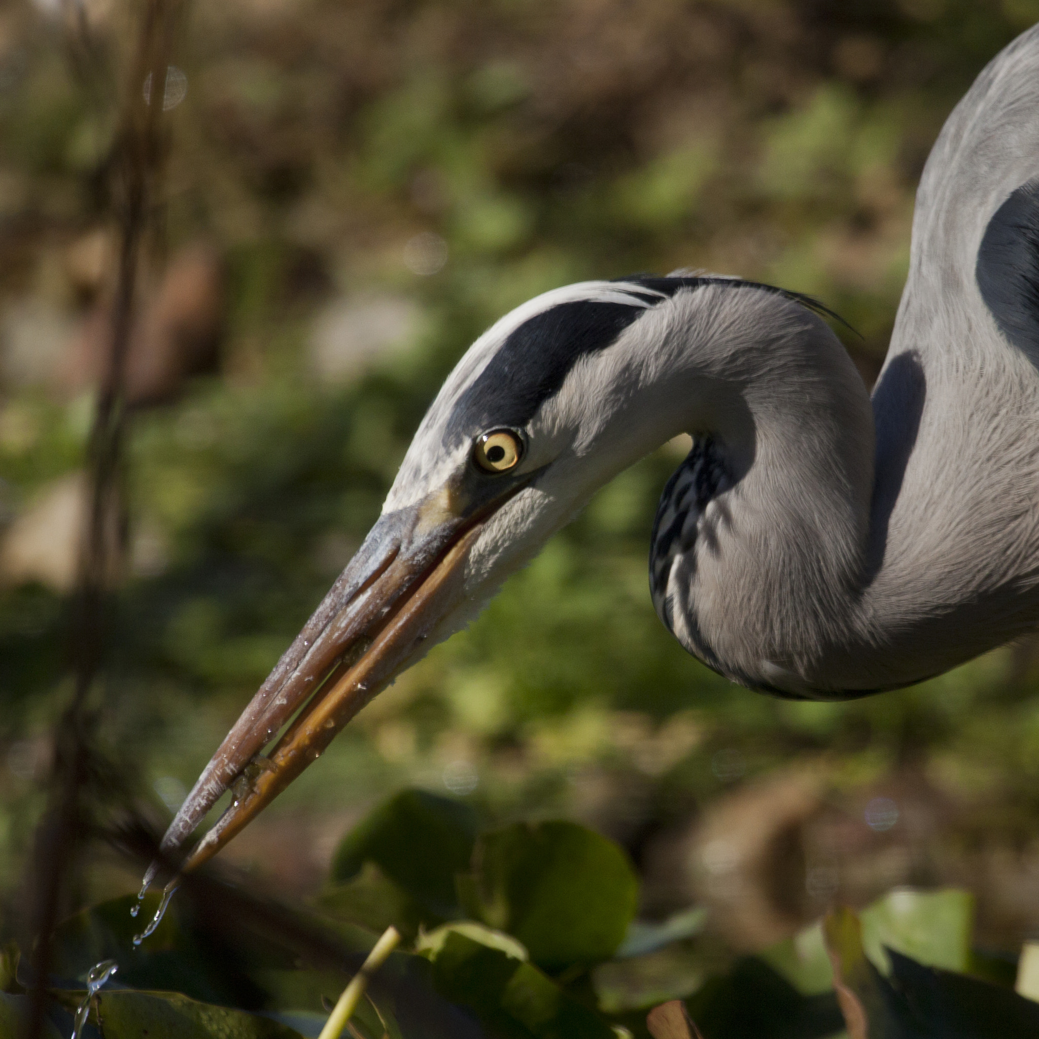 Canon EF 100-400mm F4.5-5.6L IS USM sample photo. Birds photography