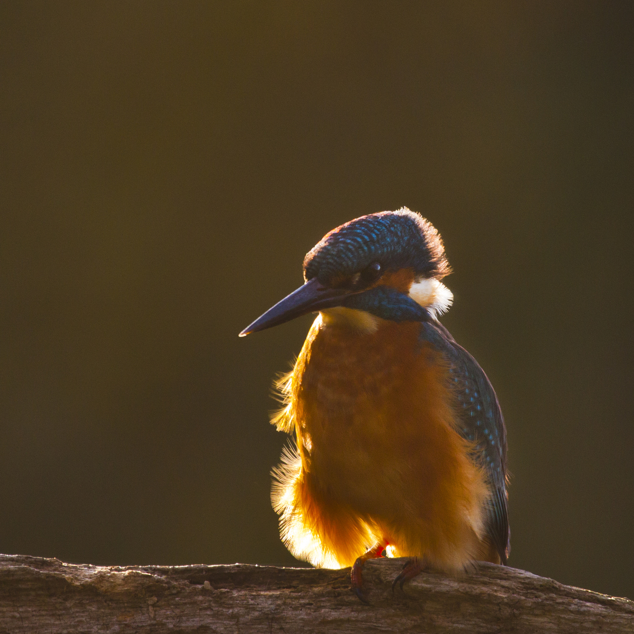 Canon EF 100-400mm F4.5-5.6L IS USM sample photo. Birds photography