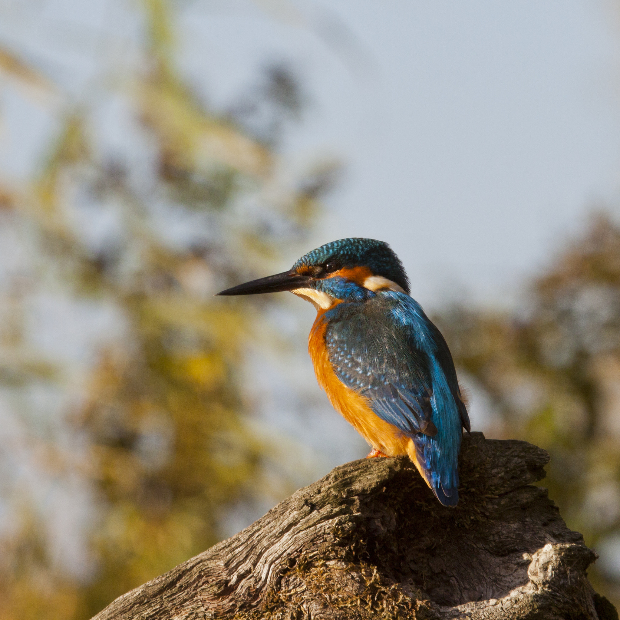 Canon EF 100-400mm F4.5-5.6L IS USM sample photo. Birds photography