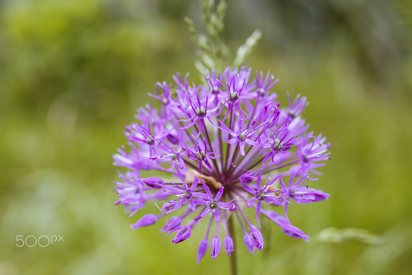 Nikon D800 + Nikon AF Micro-Nikkor 60mm F2.8D sample photo. Globe thistle in flower bed - blur photography