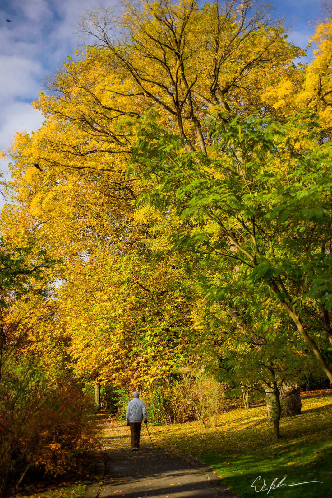 Nikon AF-S Nikkor 28-70mm F2.8 ED-IF sample photo. Tree and man photography