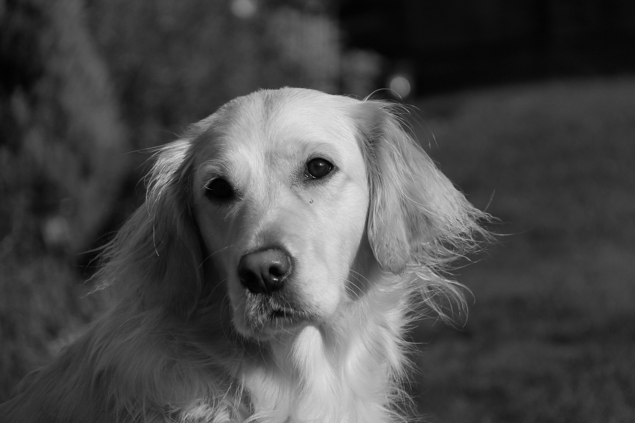 Canon EF-S 18-200mm F3.5-5.6 IS sample photo. Amber - black and white photography