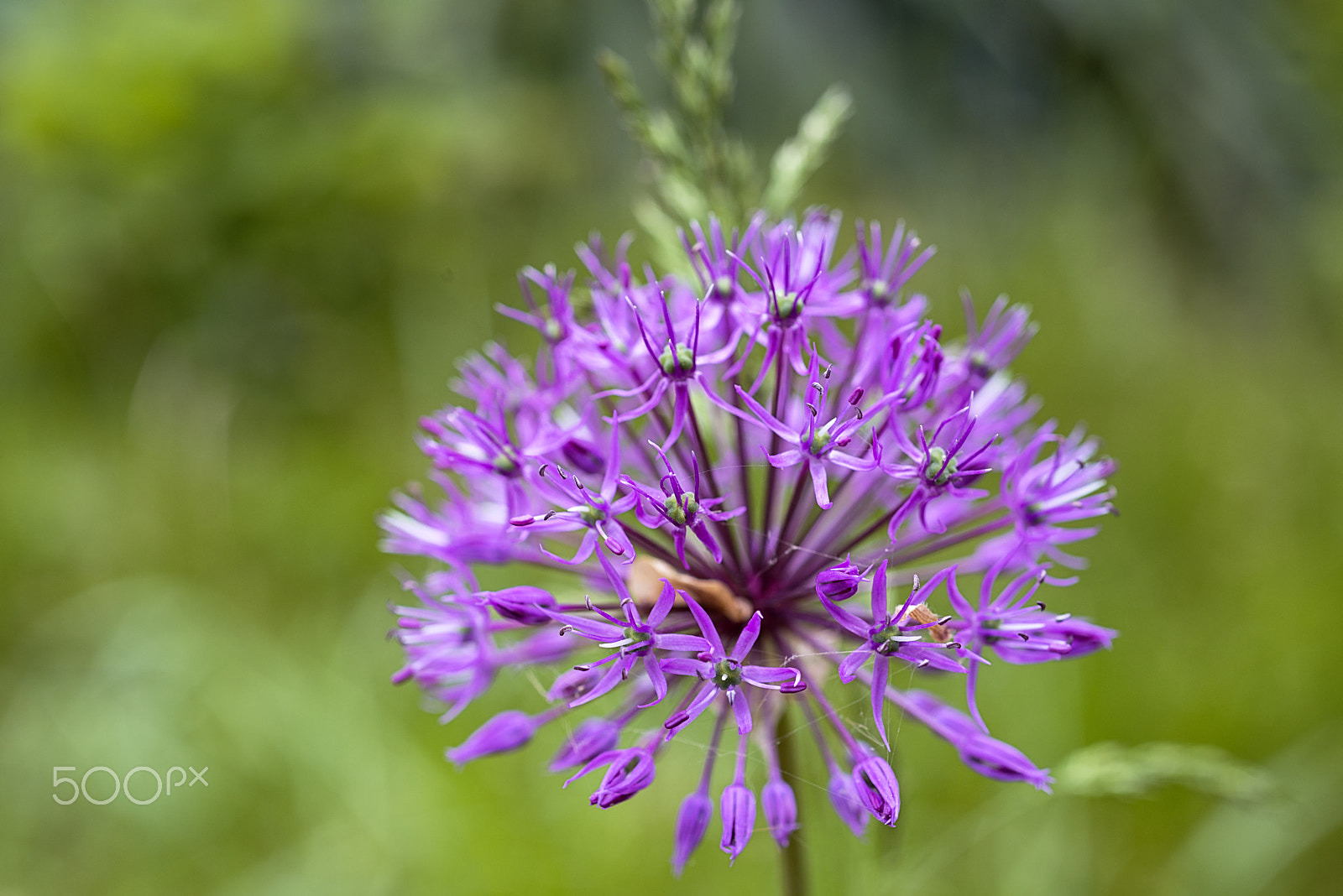 Nikon D800 + Nikon AF Micro-Nikkor 60mm F2.8D sample photo. Globe thistle in flower bed - blur photography