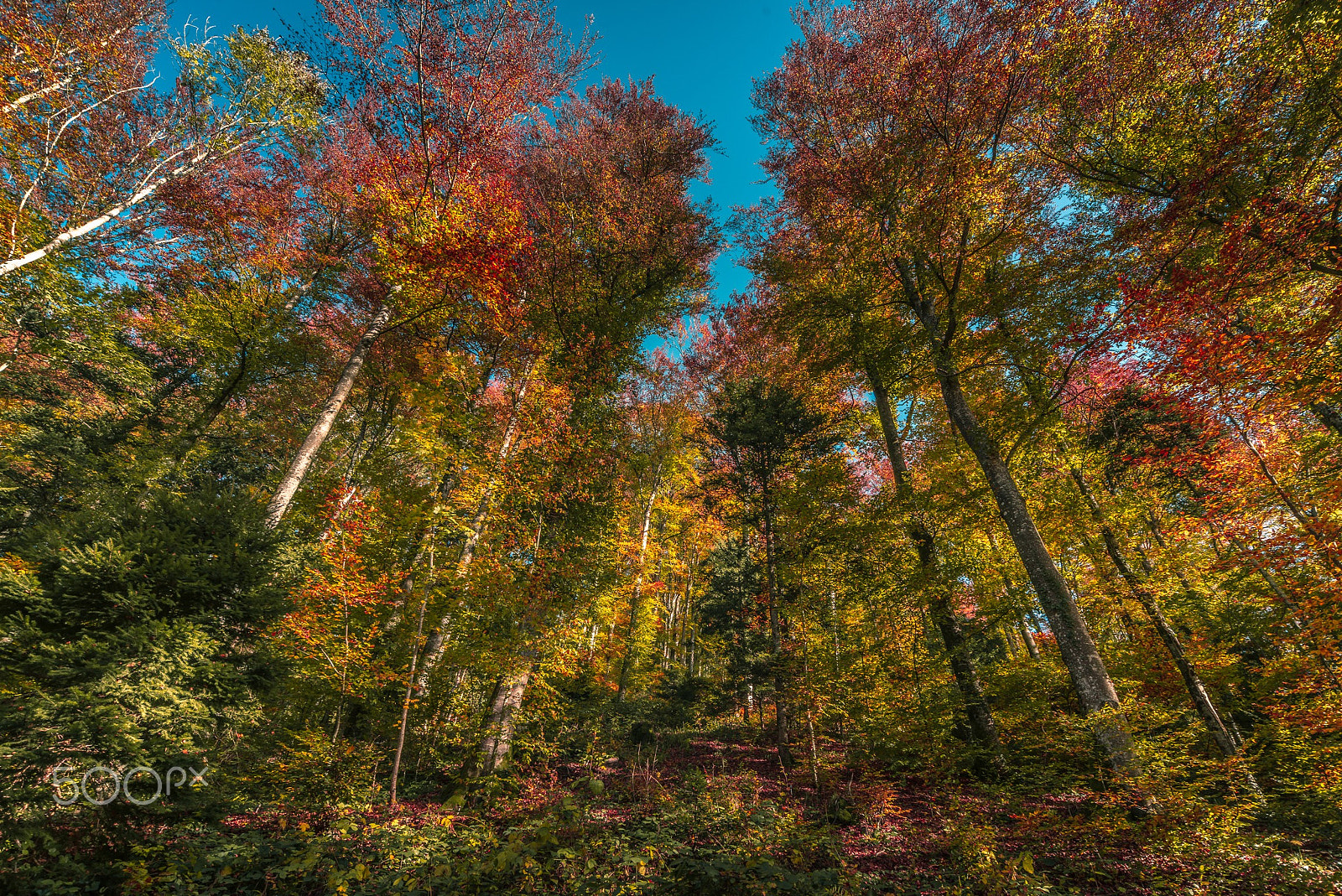 Sigma 12-24mm F4.5-5.6 EX DG Aspherical HSM sample photo. Arboretum photography