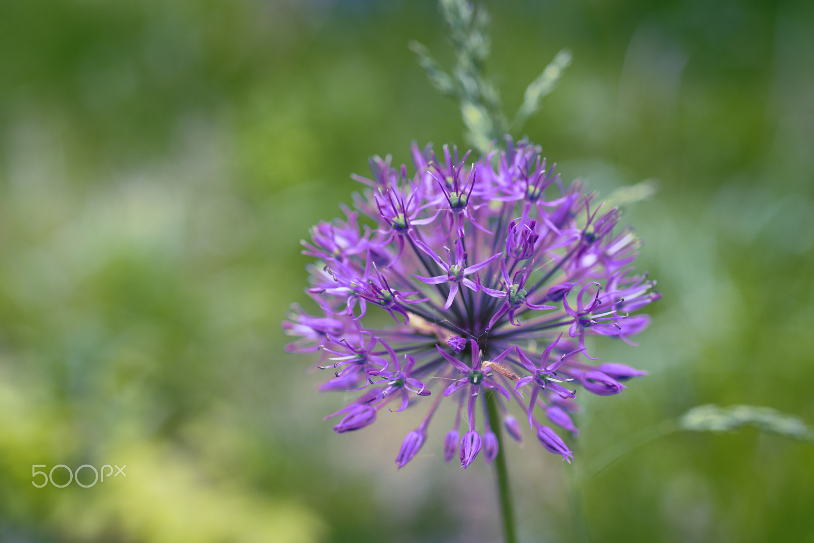 Nikon D800 + Nikon AF Micro-Nikkor 60mm F2.8D sample photo. Globe thistle in flower bed - blur photography