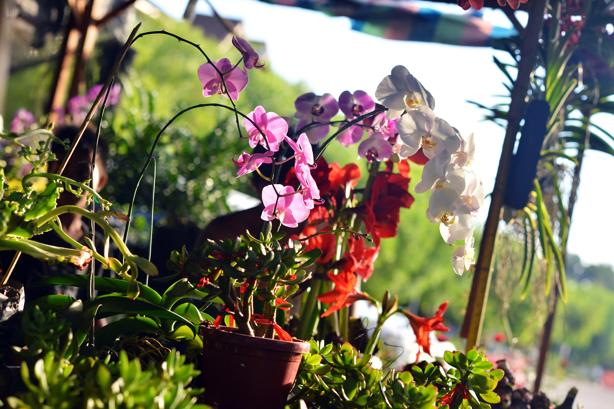 Nikon D600 + AF Nikkor 85mm f/1.8 sample photo. Orchids for sale photography