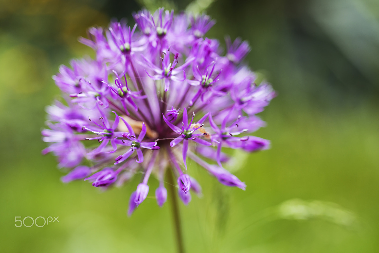 Nikon D800 + Nikon AF Micro-Nikkor 60mm F2.8D sample photo. Globe thistle in flower bed - blur photography