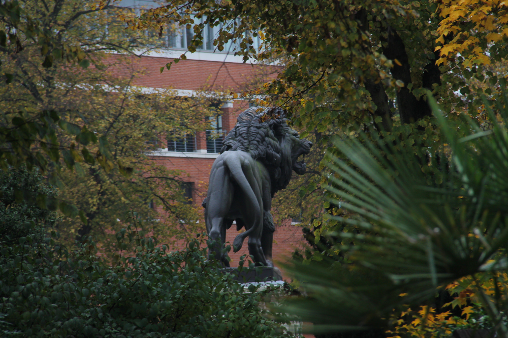 Canon EF-S 18-200mm F3.5-5.6 IS sample photo. Lion in the trees photography