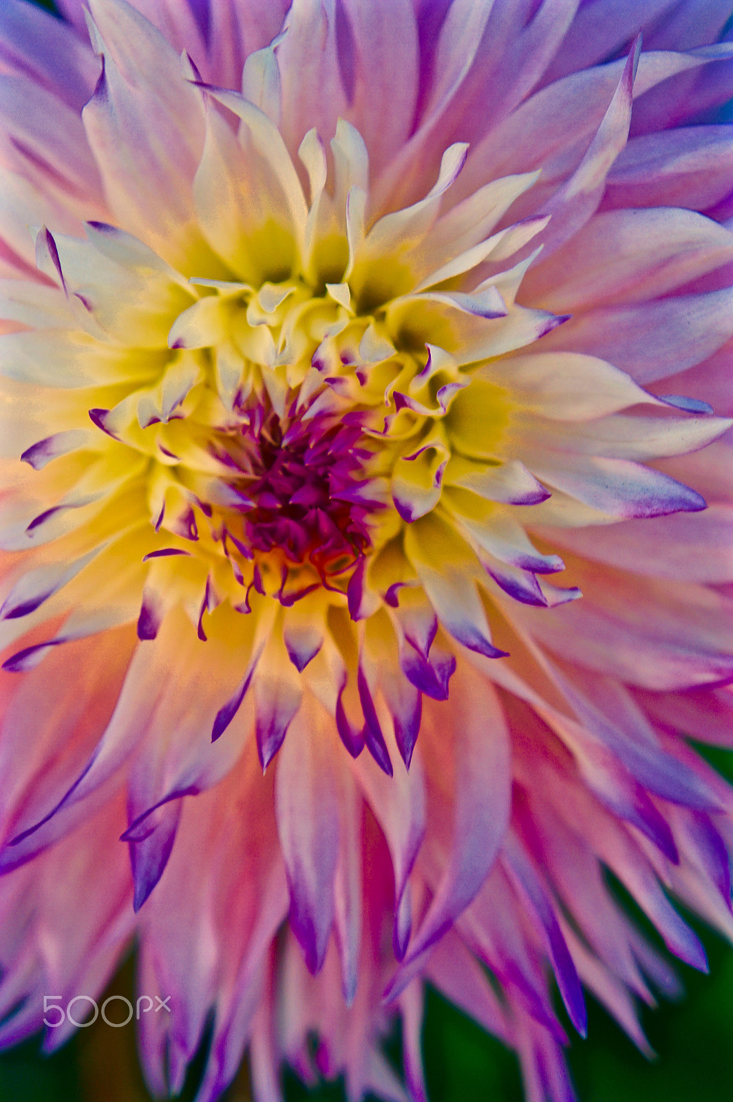Sony Alpha NEX-3 sample photo. Dahlia photography