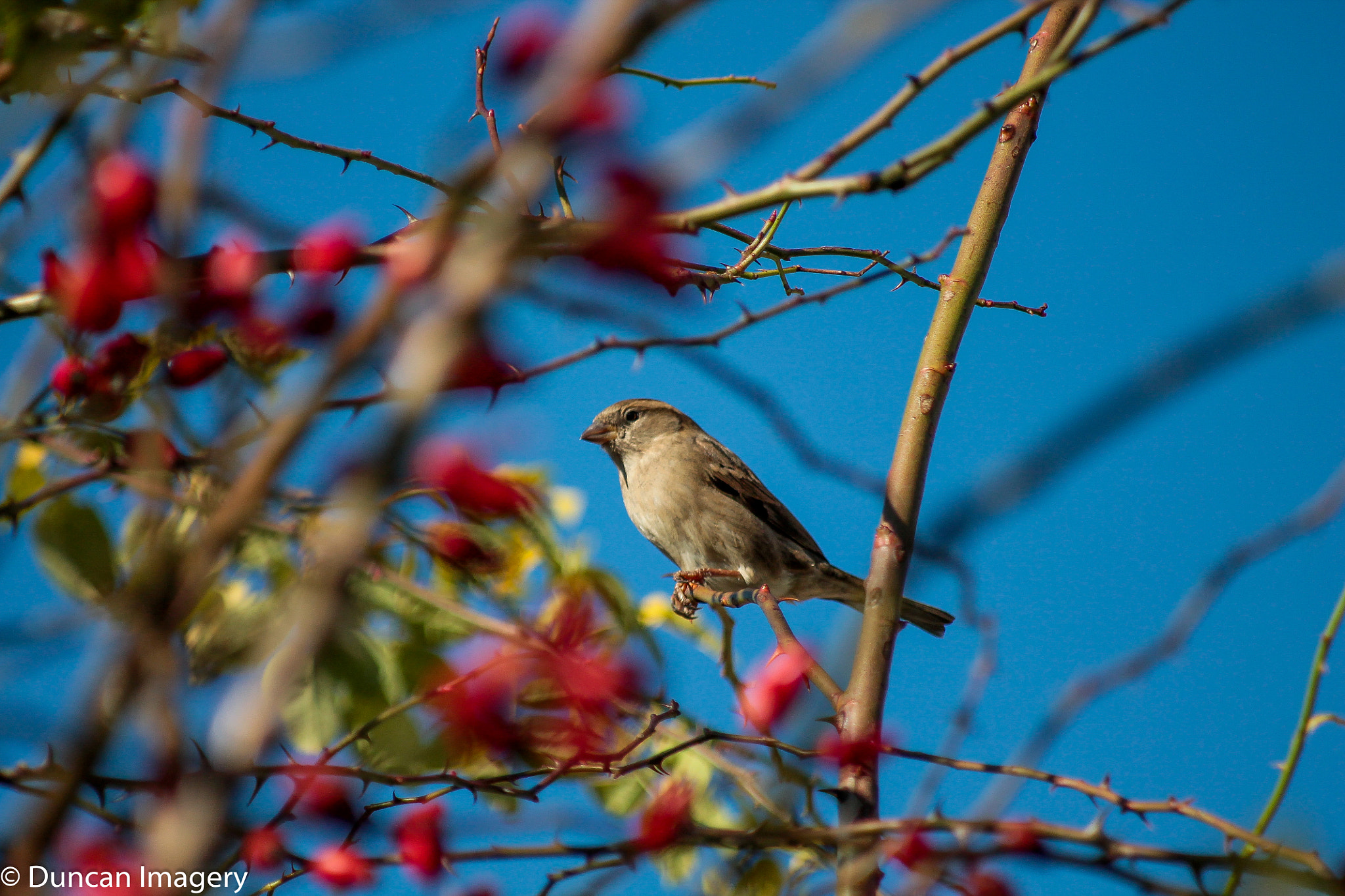 Canon EOS 1100D (EOS Rebel T3 / EOS Kiss X50) + Canon EF 80-200mm F4.5-5.6 II sample photo. The bravest sparrow photography