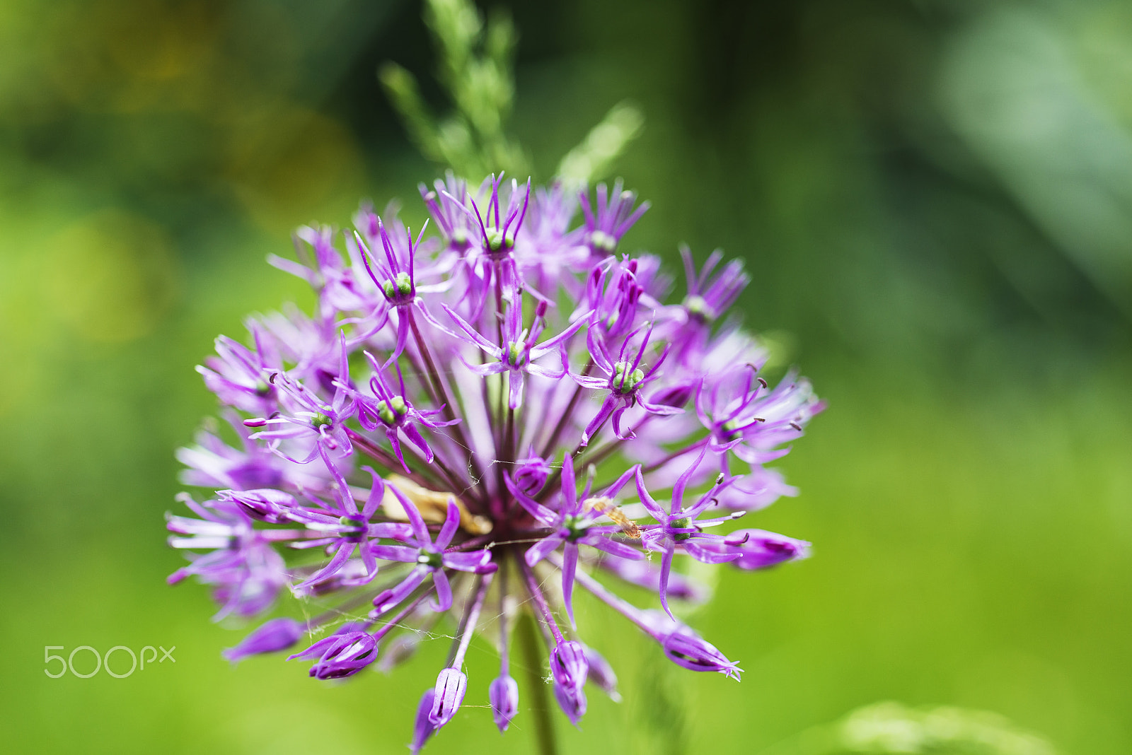 Nikon D800 + Nikon AF Micro-Nikkor 60mm F2.8D sample photo. Globe thistle in flower bed - blur photography