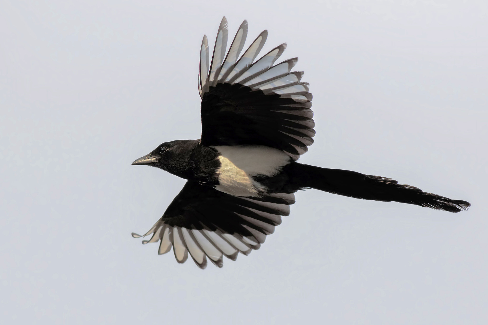 Canon EOS 7D Mark II + Canon EF 500mm f/4.5L sample photo. Magpie photography
