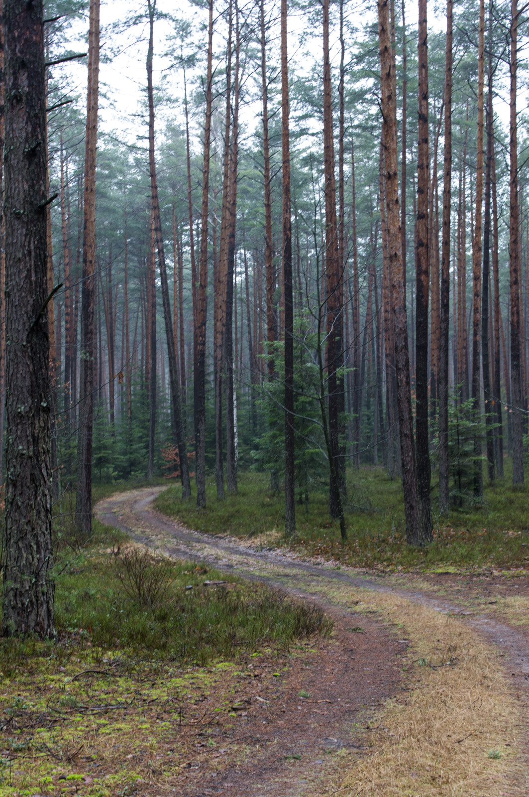 Sony Alpha DSLR-A580 sample photo. Twisting forest road, near janów lubelski, poland photography