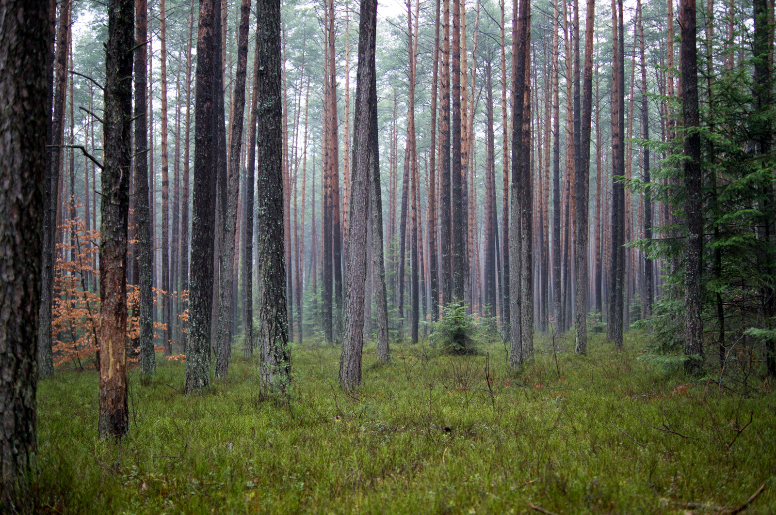 Sony Alpha DSLR-A580 sample photo. Pine forest photography