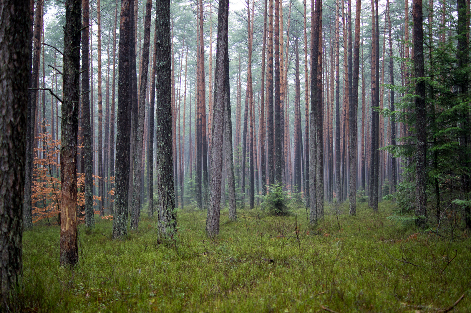 Sony Alpha DSLR-A580 + Sony DT 35mm F1.8 SAM sample photo. Pine forest photography