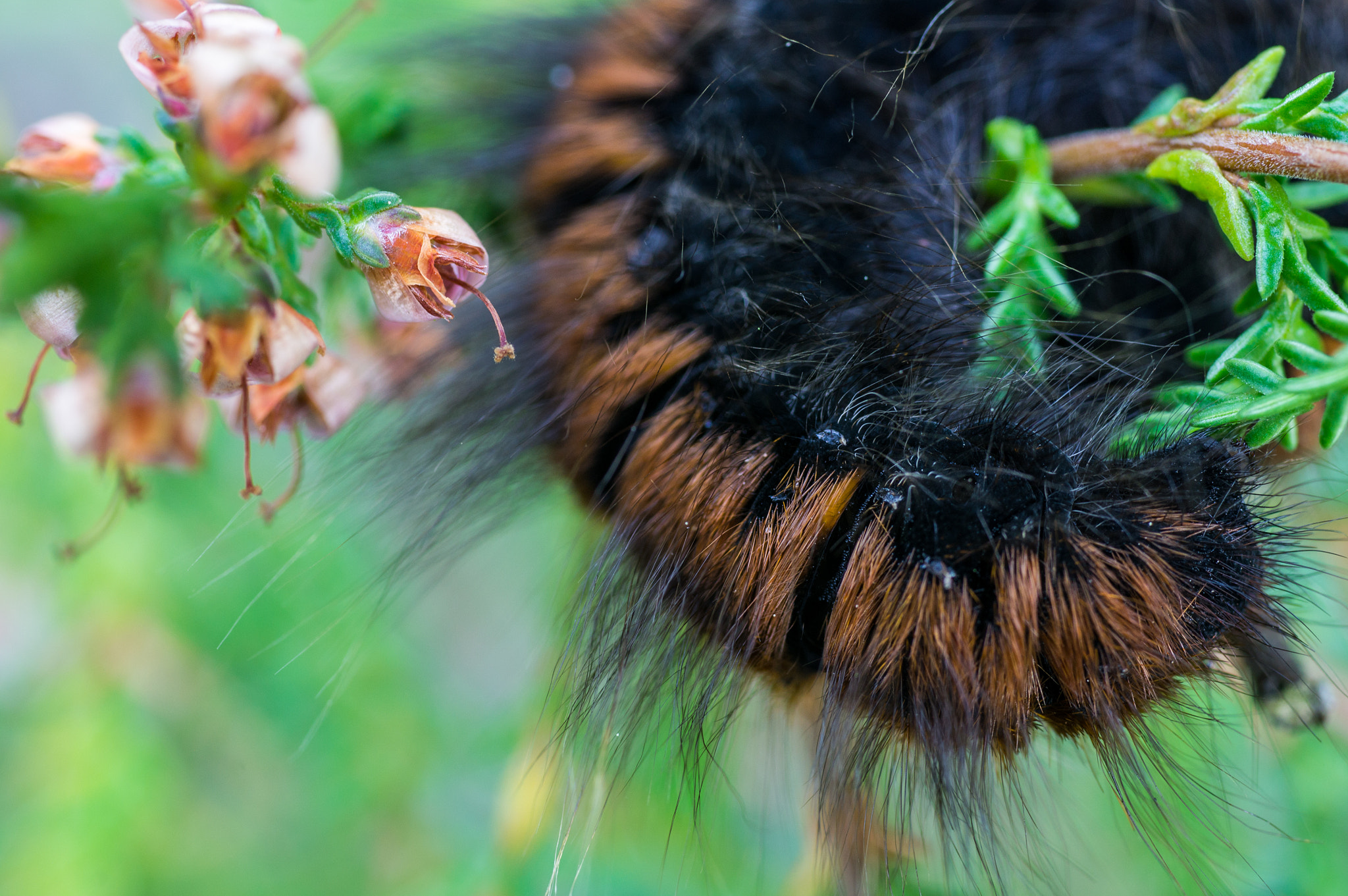 Sony Alpha DSLR-A580 sample photo. Hairy caterpillar photography